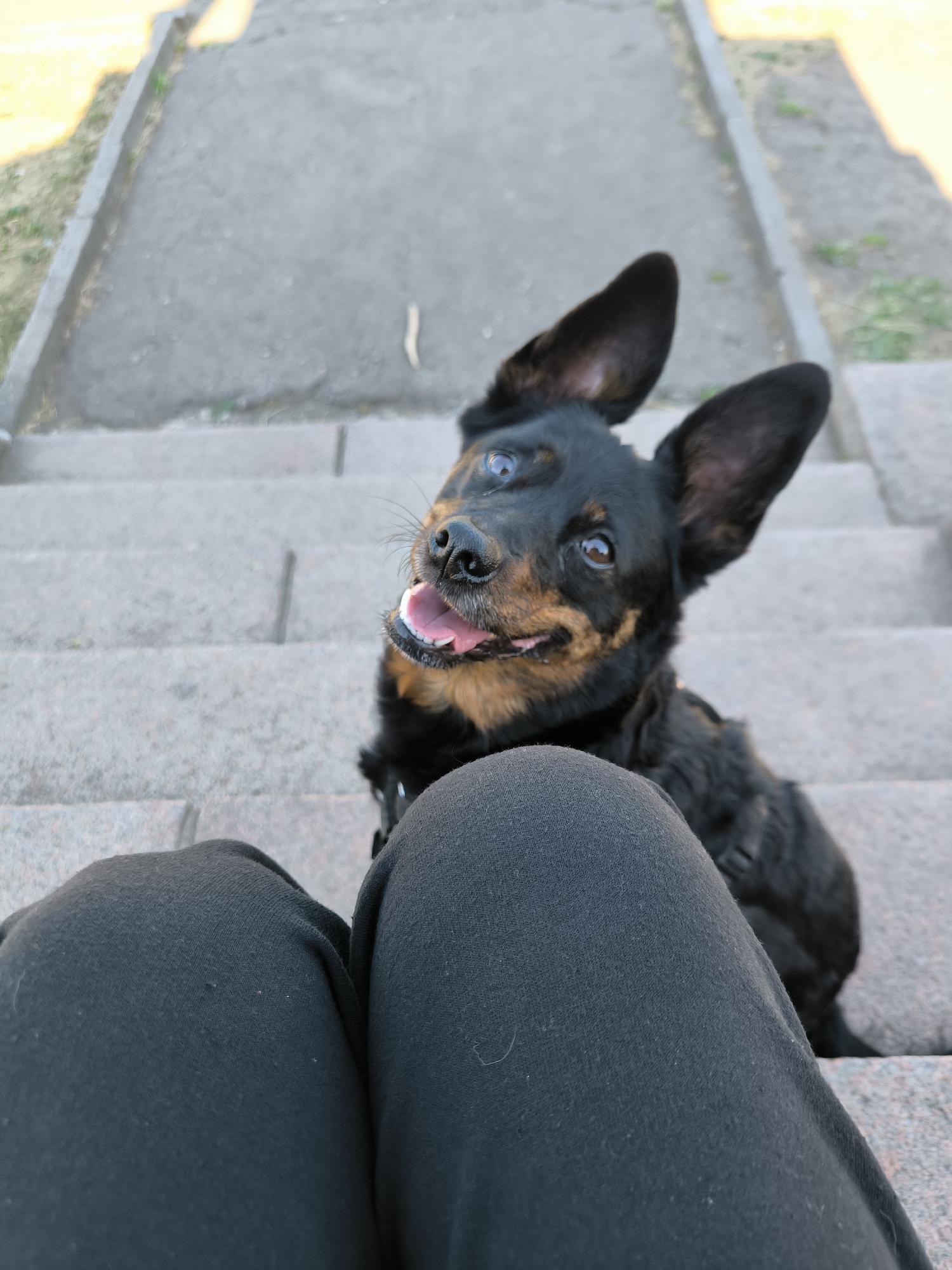 A medium shot shows a black and tan dog sitting on concrete steps, looking up at the camera with its mouth open in a happy expression. The dog's ears are large and pointed upwards. In the foreground, the legs of a person wearing dark pants are visible. The background consists of more concrete steps and a blurred area of grass and pavement, suggesting an outdoor urban environment.