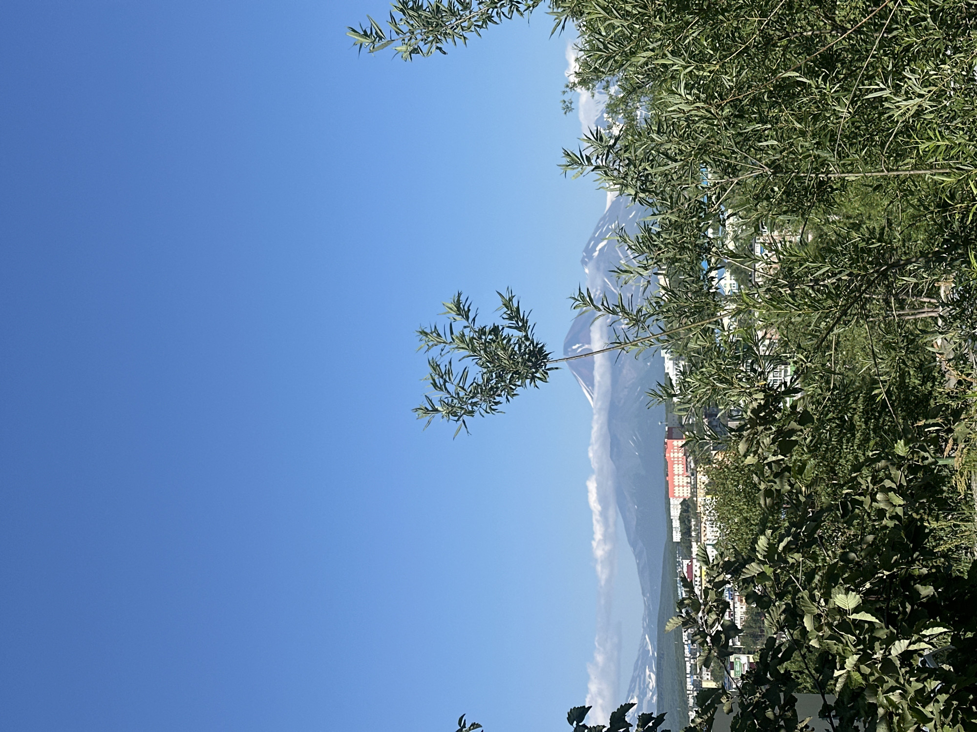 The image shows a landscape with a city in the foreground and volcanoes in the background. The foreground is dominated by lush green foliage, with several trees and bushes obscuring a portion of the view. Behind the foliage, a city skyline is visible, with multi-story buildings of various colors, including a prominent orange building. In the distance, snow-capped volcanoes rise against a clear blue sky. Wisps of clouds are present around the peaks of the volcanoes. The overall scene suggests a bright, sunny day. The view appears to be from a slightly elevated position, looking out over the city towards the volcanic landscape. This is likely a scene from Petropavlovsk-Kamchatsky, Russia, given the presence of volcanoes. There are no people or animals visible in the image.