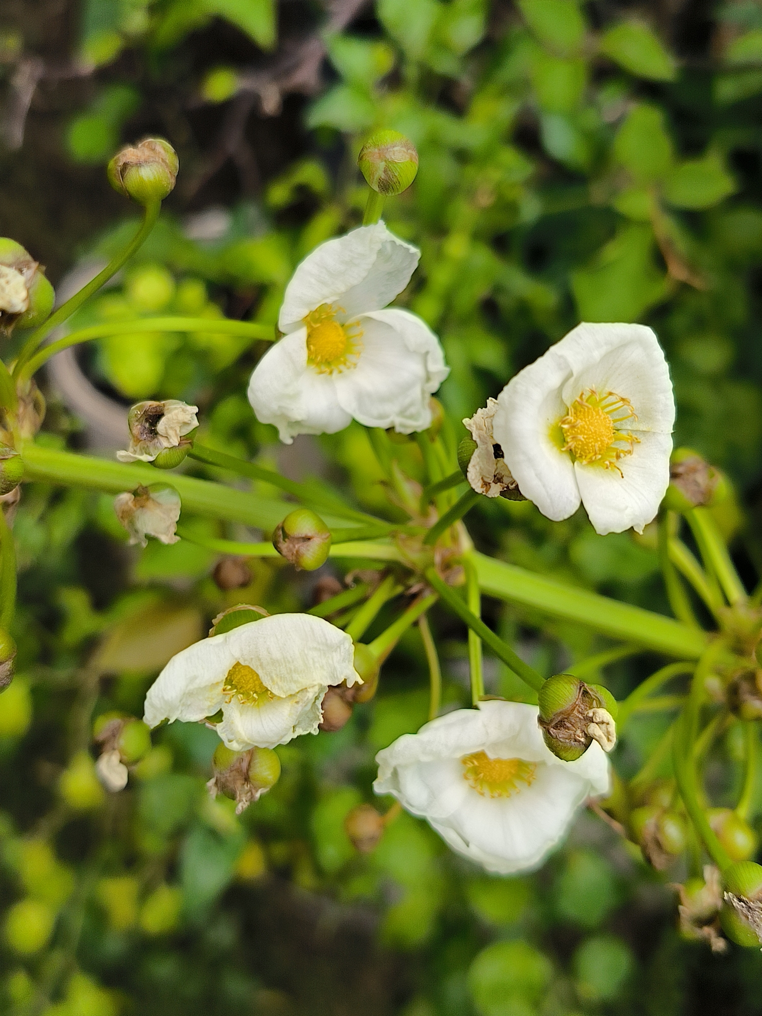 The image showcases a cluster of white flowers with yellow centers, each with delicate, crinkled petals. They are arranged along a thick green stem, surrounded by numerous green buds in various stages of development, some appearing brown and withered. The background is a soft blur of green foliage, suggesting an outdoor setting. The scene is focused on the botanical details of the flowers and buds, with no visible human presence or urban elements. While the image itself does not provide direct clues to its specific location within Lhokseumawe, Indonesia, the lush greenery suggests a park, garden, or natural area within the city.