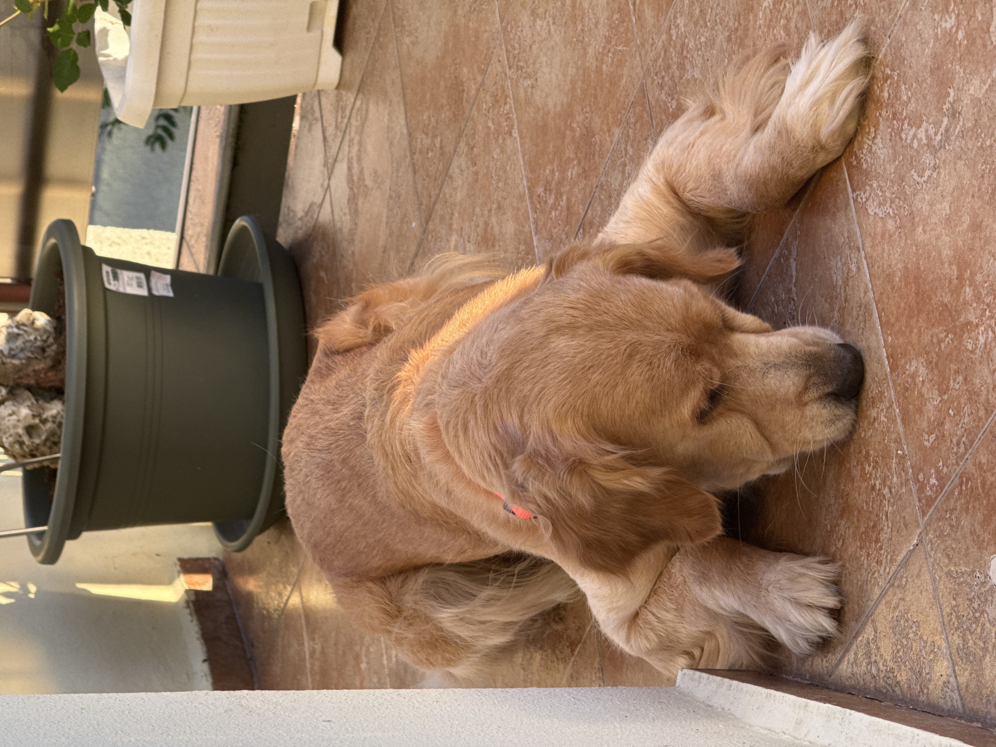A golden retriever is lying on a tiled patio, its body stretched out. The dog's head is resting on the ground, with its eyes closed. The patio is adjacent to a building with a white wall. In the background, there are several potted plants, one dark green and one off-white. The scene is illuminated by warm, natural light, suggesting it is either sunrise or sunset. This location is consistent with a residential balcony or courtyard in Burgas, Bulgaria.