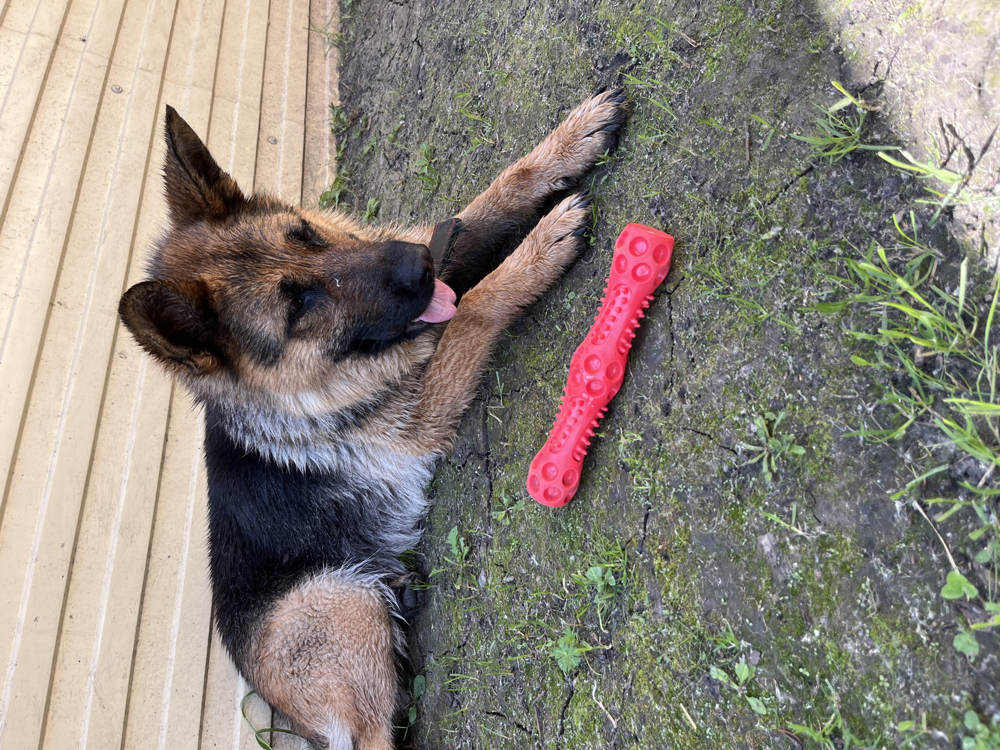 A German Shepherd dog is lying on the ground near a wooden wall. The dog is wet and its tongue is hanging out. A bright pink chew toy is lying on the ground in front of the dog. The ground is dirt and patches of green grass. The wooden wall is light yellow and has horizontal slats. The scene appears to be outdoors, possibly in a yard. No specific location in Novosibirsk, Russia can be determined from the image.