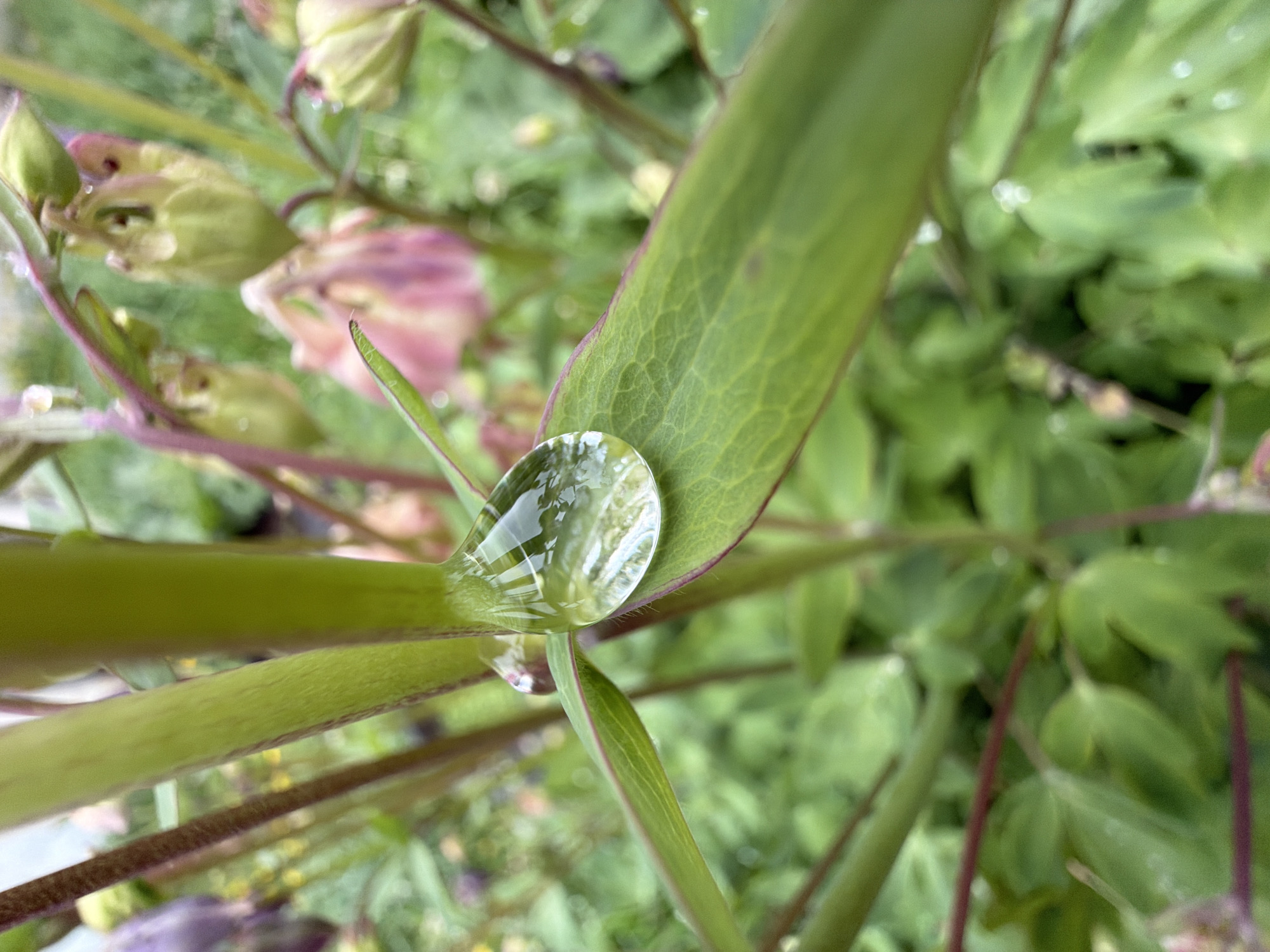 The image presents a detailed close-up of a large, spherical water droplet perched on a vibrant green leaf. The leaf itself features prominent veins and a subtle reddish-purple tint along its edges and stem. The water droplet acts as a natural lens, clearly reflecting and slightly distorting the blurred green and lighter elements of the surrounding environment, including what appears to be part of the sky or light source.
In the soft-focus background, additional green foliage and stems are visible, with hints of light pink and purple flower buds or petals, suggesting the presence of flowers like columbine (Aquilegia). The overall setting is an outdoor natural environment, likely a garden or lush area, in Marakushi, Russia. The presence of the water droplet indicates recent rain, dew, or watering, contributing to a fresh and serene atmosphere. The lighting suggests it is daytime. There is no visible text in the image.