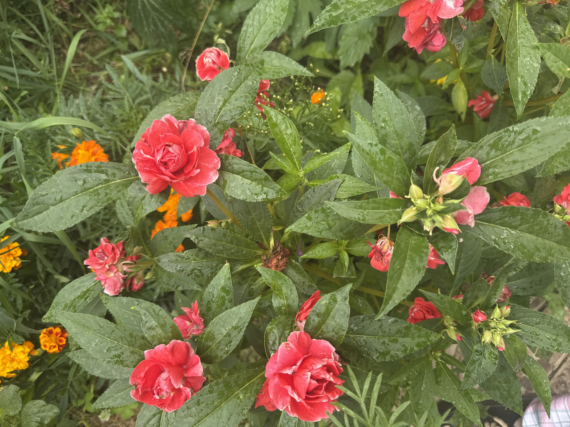 The image is a close-up, overhead view of a garden bed filled with impatiens and marigolds. The impatiens are predominantly red and pink, with some buds visible. The leaves of the impatiens are dark green and appear wet, possibly from recent rain. In the background, bright orange marigolds are visible, along with other green foliage. The lighting suggests it is daytime, and the overall impression is one of lush, wet plant life. No specific location in Vasilyevka, Russia can be determined from the image alone.