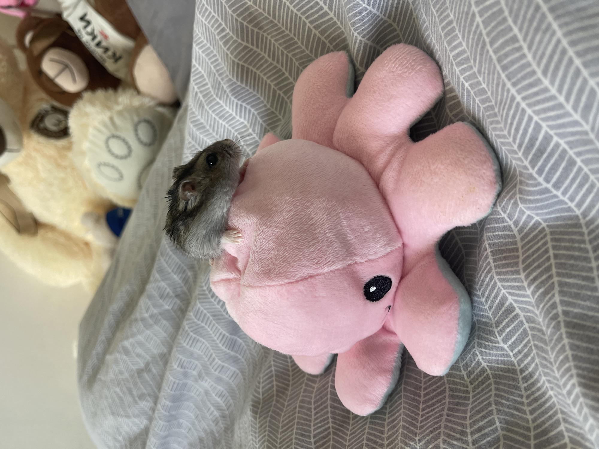 A small, gray and white-striped hamster is perched on top of a pink, plush octopus toy. The toy has a round body and eight tentacles, with a black circular eye visible on the front. The hamster is facing to the right, with its whiskers extending forward. Both the hamster and the toy are situated on a bed covered with a gray and white striped duvet. In the background, out of focus, are several other stuffed animals, including a large cream-colored bear and a brown bear wearing a white shirt with Cyrillic text. The scene is brightly lit, suggesting it is daytime. There is no indication of the location being in Totleben, Bulgaria; this is a generic domestic scene.