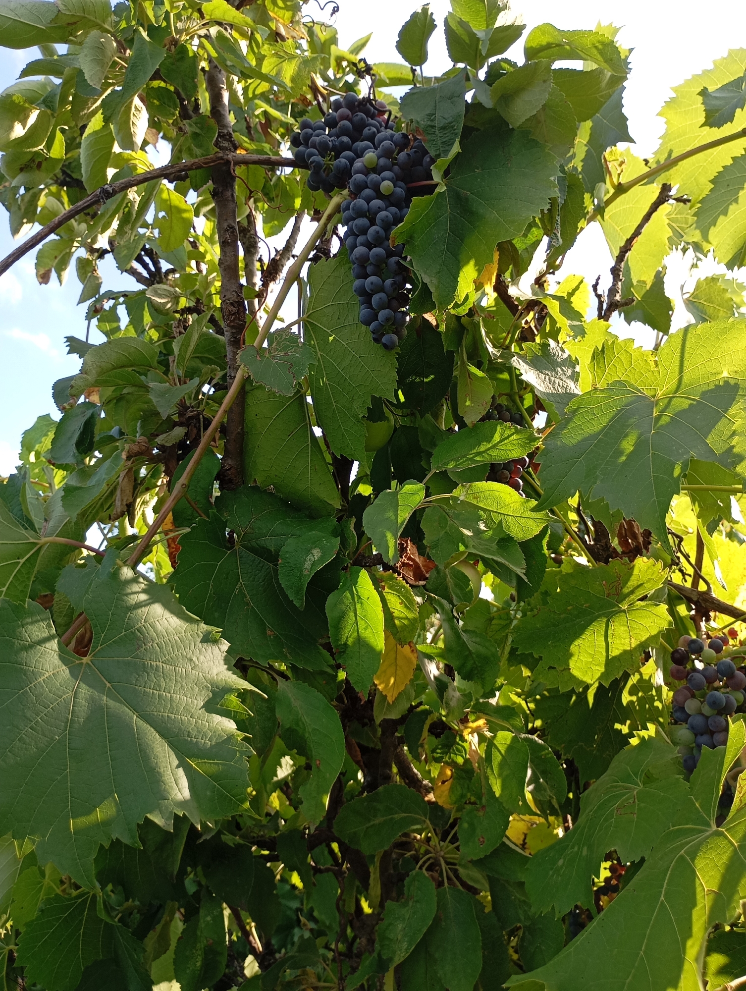 In Horishni Plavni, Ukraine, a cluster of dark grapes hangs from a vine amidst lush green leaves. Sunlight filters through the foliage, creating dappled shadows on the broad, serrated leaves. The grapes, varying in shade from deep purple to a lighter hue, are tightly packed on their stems, some still showing hints of green. The vine appears to be growing on a sturdy branch or support structure, with other leaves and branches visible in the background, some illuminated by the sun. The overall scene captures a natural, outdoor setting, likely a garden or vineyard, under a bright sky.