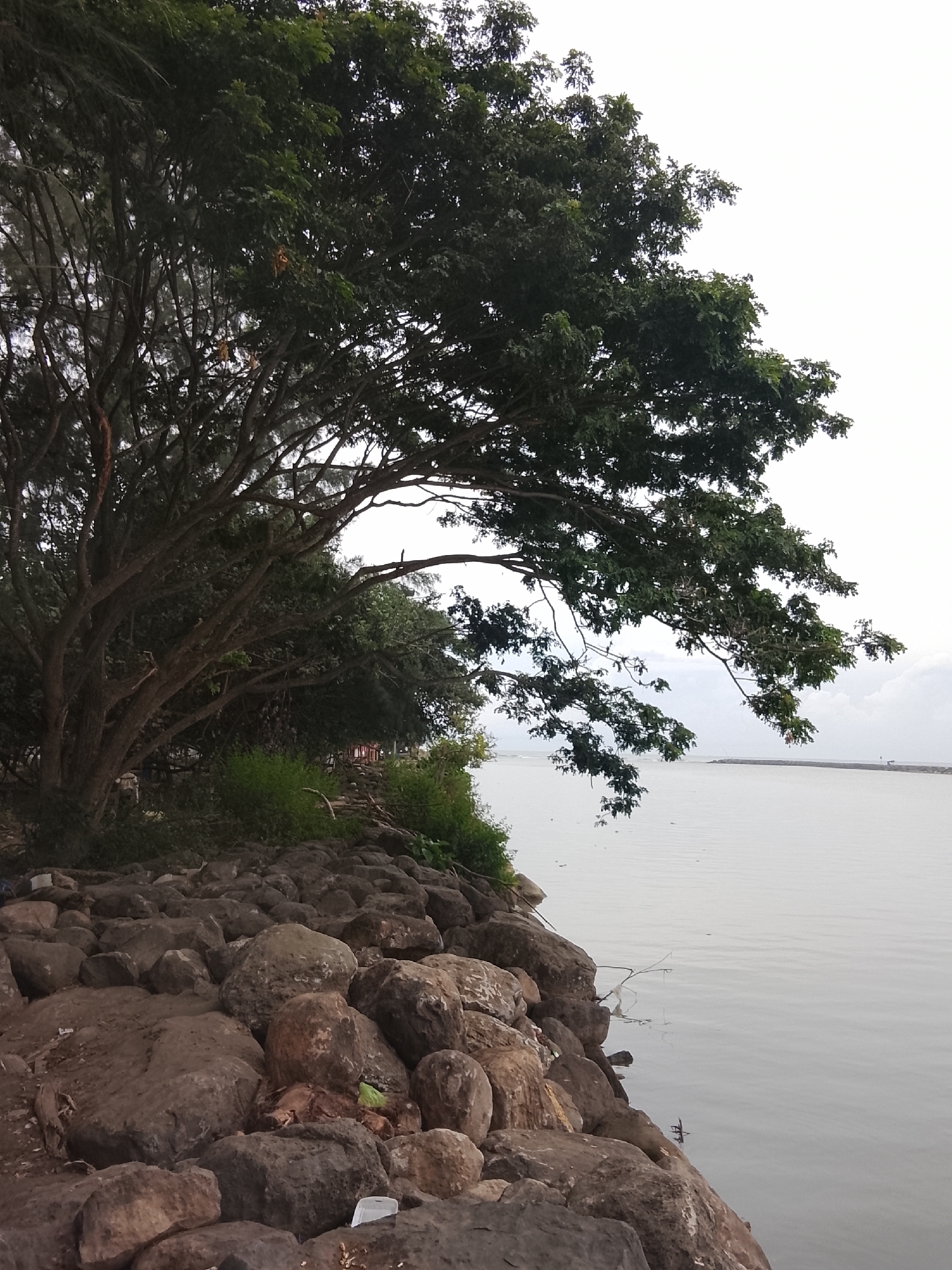 A large, leafy tree dominates the left side of the frame, its branches extending over a rocky shoreline. The rocks are rough and varied in size, some appearing to be smooth river stones, others more jagged. To the right of the rocks, a calm body of water stretches to the horizon, meeting a hazy sky. In the distance, a man-made structure, possibly a pier or breakwater, extends into the water. The scene appears to be a natural waterfront area with some human modification, likely a park or public access point. The overall mood is serene and natural, with a touch of melancholy due to the overcast sky. The image's composition draws the viewer's eye from the foreground rocks and tree towards the expansive water and distant horizon.