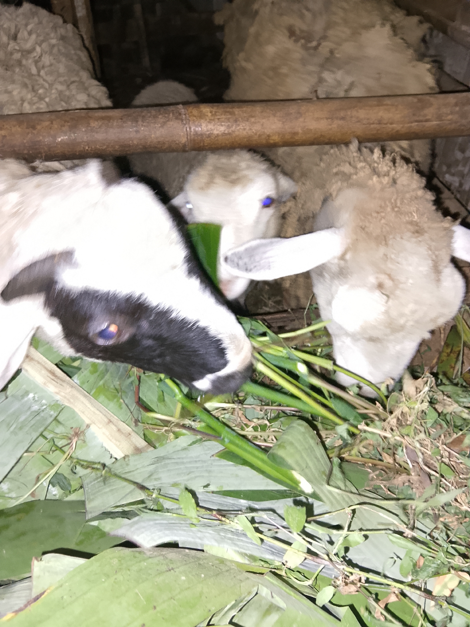 In Betonan, Indonesia, four sheep are seen in a pen, eating grass and leaves. The pen is made of wood and bamboo, with a wooden beam running horizontally across the middle. The sheep are of various colors, including black and white, and beige. One sheep in the foreground has a black and white face and is actively eating green grass. Another sheep, to the right, has beige wool and is also eating. Two other sheep are partially visible in the background, also appearing to be eating. The ground is covered with green leaves and dry grass, indicating the animals are being fed. The lighting in the pen is dim, suggesting it might be nighttime or a shaded area.