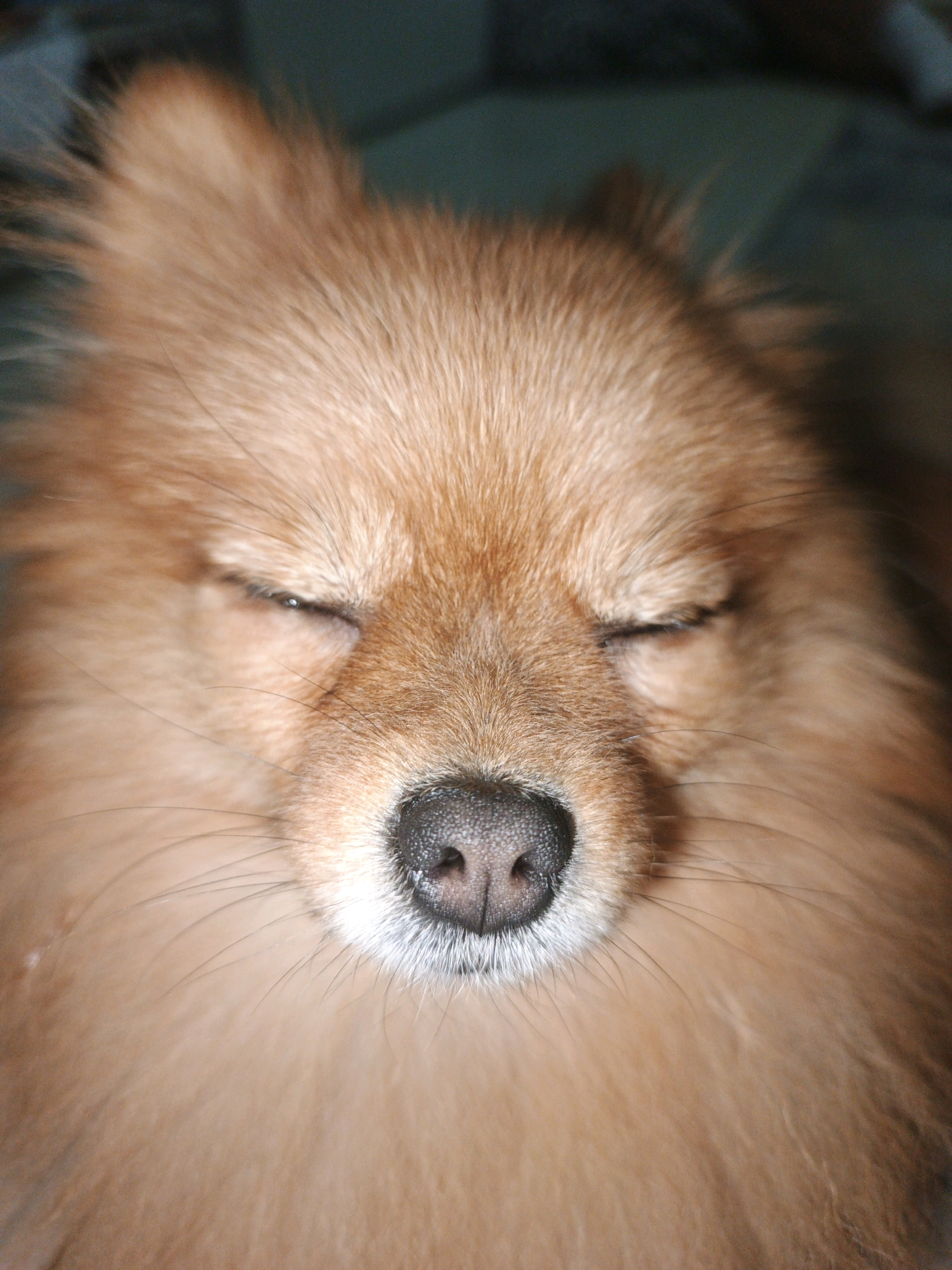 The image is a close-up, head-on, vertical shot of a light brown Pomeranian dog with its eyes closed. The dog's nose, black and textured, is centered. Long, dark whiskers extend from either side of its muzzle. The dog's fur is fluffy and light brown, with some strands appearing lighter due to the lighting. The background is a dark, out-of-focus teal color, suggesting an indoor setting. There are no people or other animals present. The scene is static, with the dog appearing to be resting or sleeping. The location in Zlatoust, Russia, is not discernible from the visual information provided in the image.
