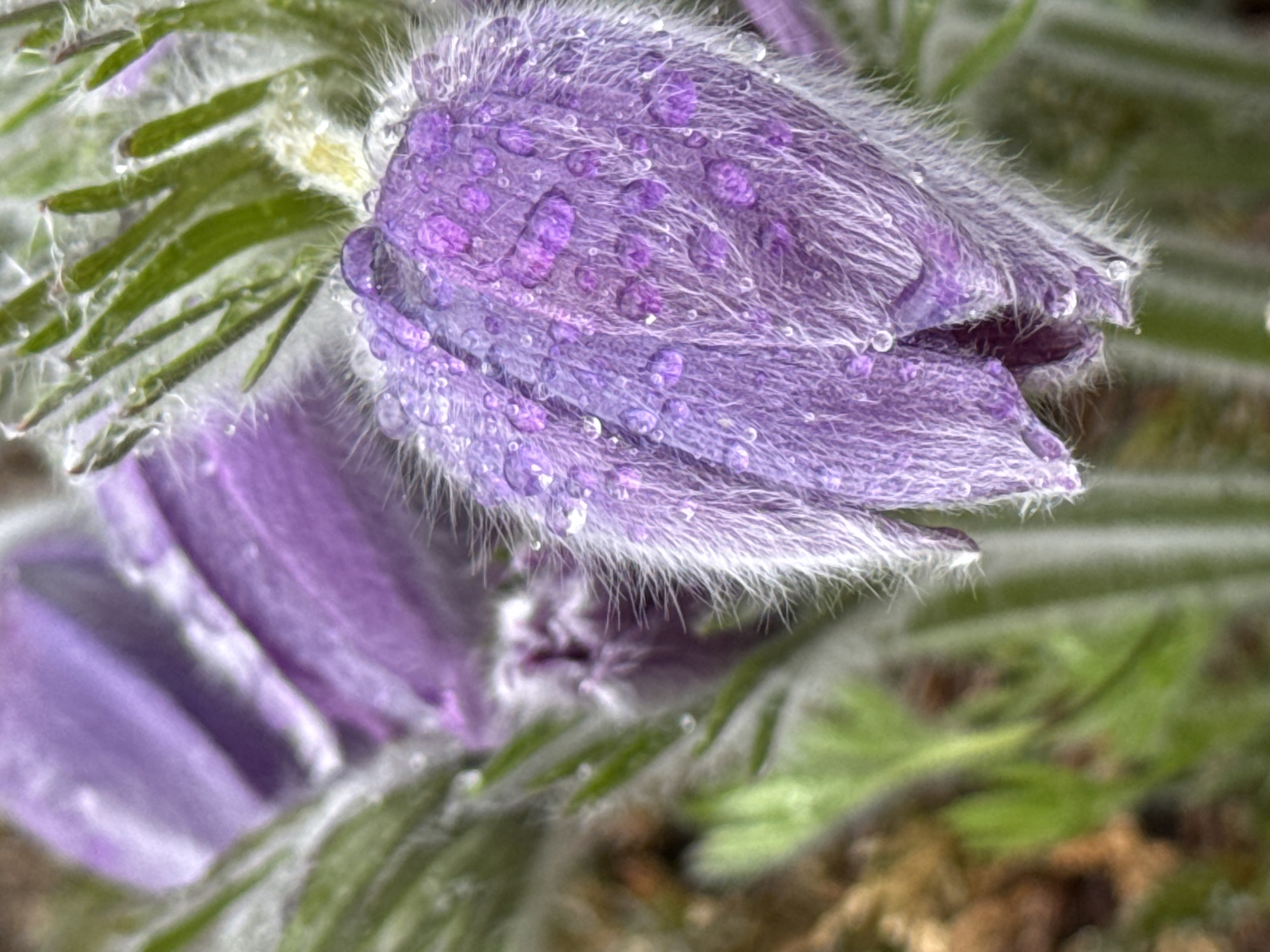 A close-up captures a purple flower bud, possibly a Pulsatilla (Pasque flower), with water droplets clinging to its textured surface. The flower is enveloped by fuzzy white hairs. Green, feathery foliage surrounds the bud, contributing to the overall soft and delicate aesthetic. The precise location in Kurganinsk, Russia is not discernible from the image alone.