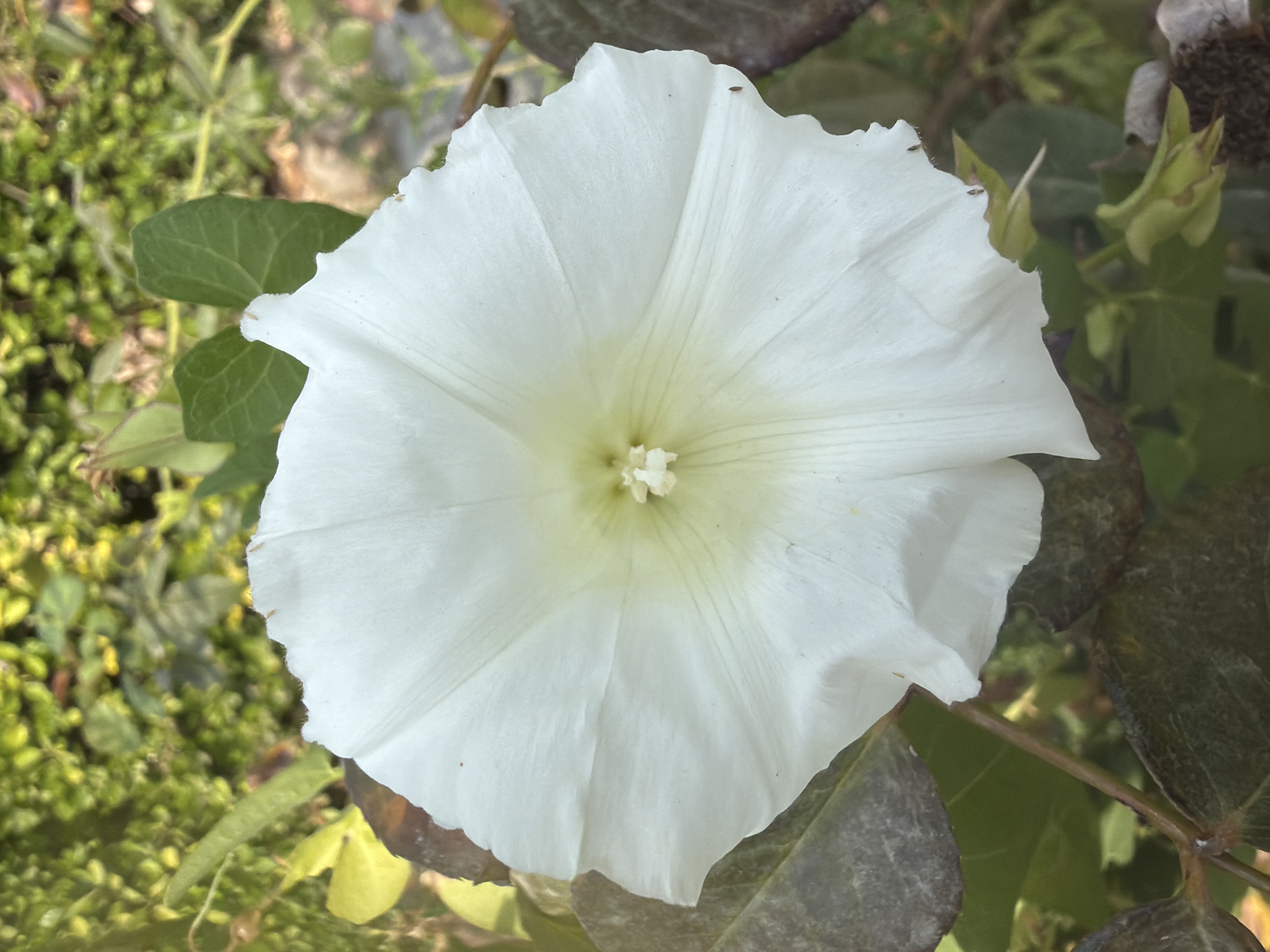 This is a close-up, vertical, eye-level shot of a white bindweed flower in Sabirabad, Azerbaijan. The flower, which is the primary subject, is fully open and occupies the majority of the frame. Its petals are delicate and somewhat translucent, with fine veins radiating from the center. The center of the flower is a pale yellow-green and contains small, white stamen. Surrounding the flower are dark green leaves and stems, some of which appear to be wilting or dried. The background is a blur of green foliage, suggesting a natural, outdoor setting. The lighting appears to be natural daylight, casting soft shadows and highlighting the texture of the petals. There are no people or animals visible in the image.