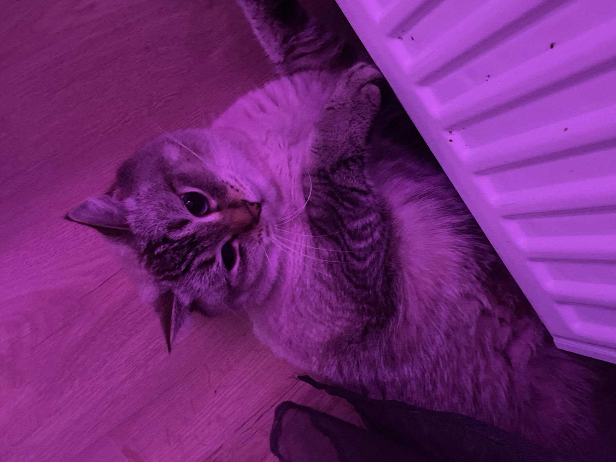 An indoor, close-up photograph features a domestic cat lying playfully on its back/side on a wooden floor in a room in Votkinsk, Russia. The entire scene is drenched in a vivid purple/magenta artificial light, giving everything a distinct hue.
The cat, likely a tabby or lynx point breed, has light-colored fur on its belly and face, with darker stripes visible on its legs, tail, and head. Its head is tilted towards the viewer, and its dark eyes, reflecting the purple light, convey a curious and relaxed expression. The cat's front paws are curled near its chest, exposing its fluffy belly, a posture indicative of comfort and trust.
To the right of the cat, a white, ribbed radiator is partially visible, also illuminated by the purple light, showing a few small dark specks on its surface. The floor beneath the cat is light-colored wood, and a dark, indistinct piece of fabric or object rests near the bottom edge of the frame. The intimate, warm glow of the purple light creates a cozy atmosphere. No text is visible in the image.