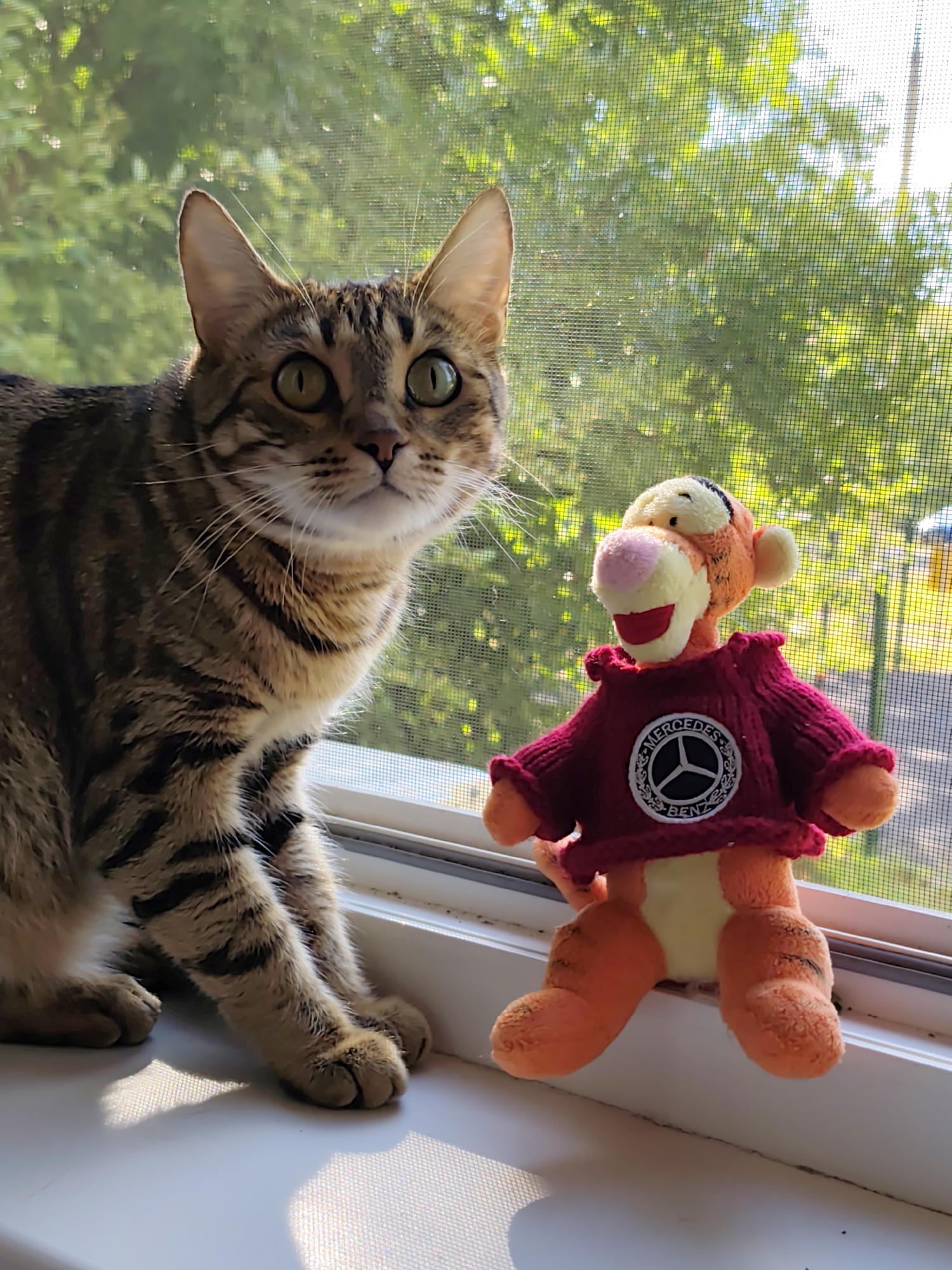 A tabby cat sits on a windowsill next to a plush toy of Tigger, who is wearing a red sweater with a Mercedes-Benz logo. The cat is looking towards the camera with its eyes wide open. The toy is positioned to the right of the cat. The windowsill is white and appears to be on the interior of a building, with a screen visible on the exterior side, allowing a view of greenery and sunlight. There is no indication that this image was taken in Dzerzhinsk, Russia.