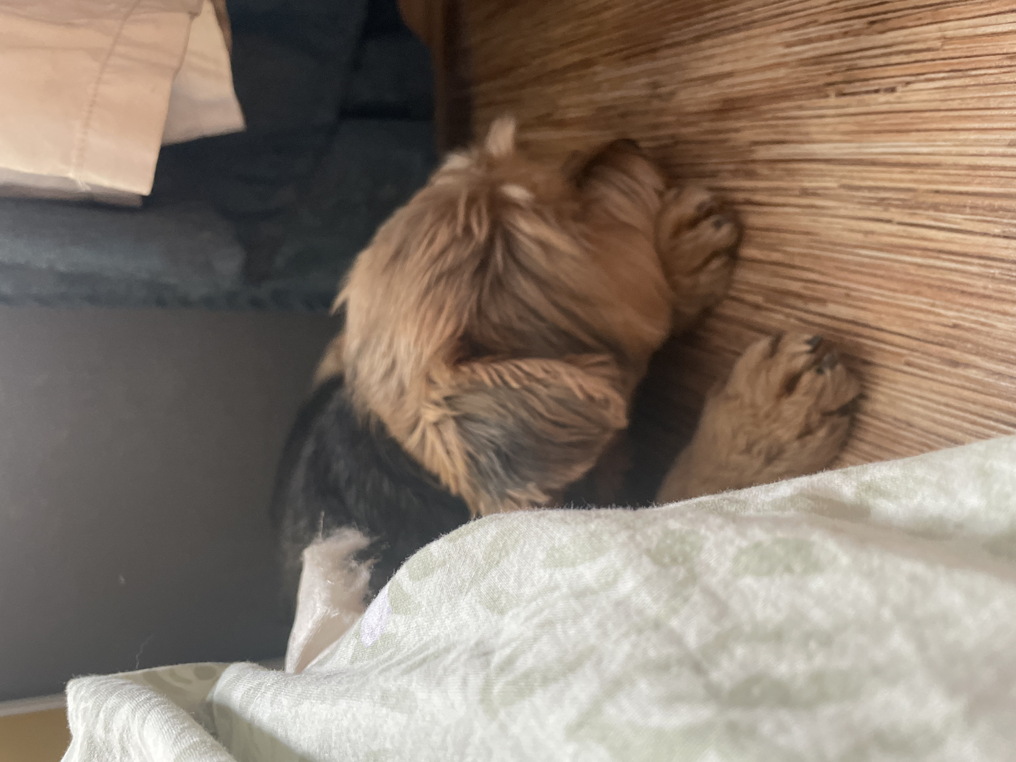 A small Yorkshire Terrier dog is resting on a wooden floor next to a white patterned cloth and some dark clothing. The dog is facing to the right with its head resting on its paws. The dog's fur is a mix of black and tan. The floorboards are oriented vertically and appear to be made of wood. The white cloth is draped in the foreground and has a subtle pattern. The background is dark and indistinct, with hints of clothing hanging. The scene appears to be indoors, in what could be a bedroom or closet area.
