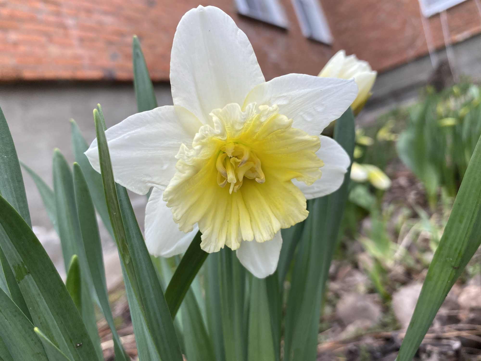 A close-up outdoor shot features a vibrant white and yellow daffodil (Narcissus) in full bloom, positioned centrally in the frame. The flower exhibits pristine white outer petals (perianth) and a prominent, ruffled, bright yellow corona (trumpet). Tiny water droplets are visible on the white petals, suggesting either recent rain or morning dew. Several lush green leaves of the daffodil plant surround the flower, creating a natural frame.
The background is softly blurred, revealing additional green foliage and a reddish-brown building, likely a house, with visible white window frames. The natural lighting indicates it is daytime. The ground beneath the plants is visible in the lower right, appearing as soil with some organic debris. The scene evokes a fresh, tranquil, and natural atmosphere, typical of a spring garden setting. There are no people or discernible text in the image. The location is an outdoor garden or yard in Noviy, Russia.