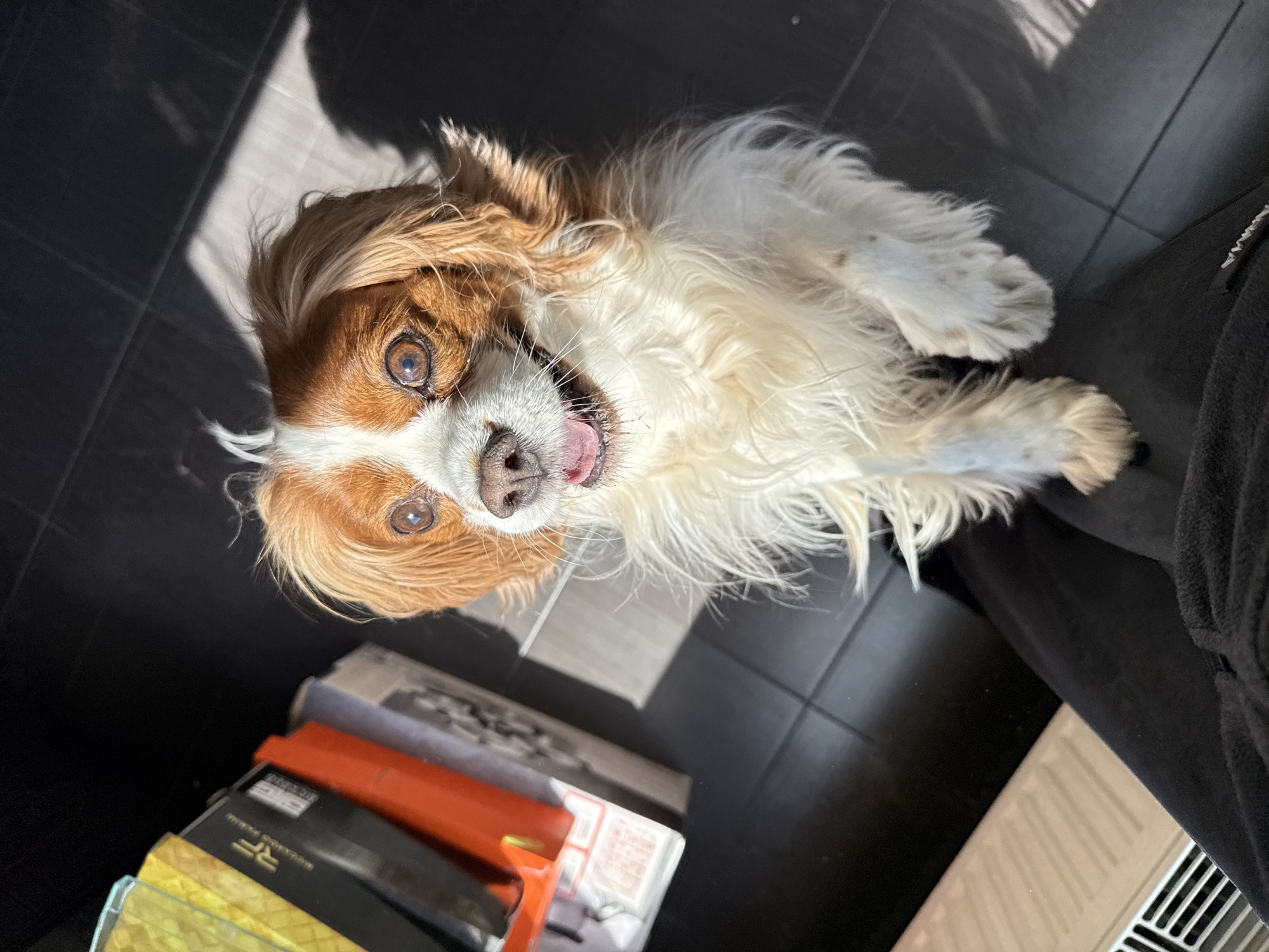 A Cavalier King Charles Spaniel is lying on a dark, tiled floor. The dog's head is oriented towards the camera with its tongue slightly protruding. The dog's coat is predominantly white with chestnut markings on its head and ears. A stack of objects sits near the bottom left corner, including what appears to be a few boxes with colorful layers on top of them. Part of a person wearing black clothing is visible to the right. A radiator is also visible in the lower right corner of the photo. Light streams into the room, creating shadows on the floor. It is not possible to determine the location in Sofia, Bulgaria, from this image.