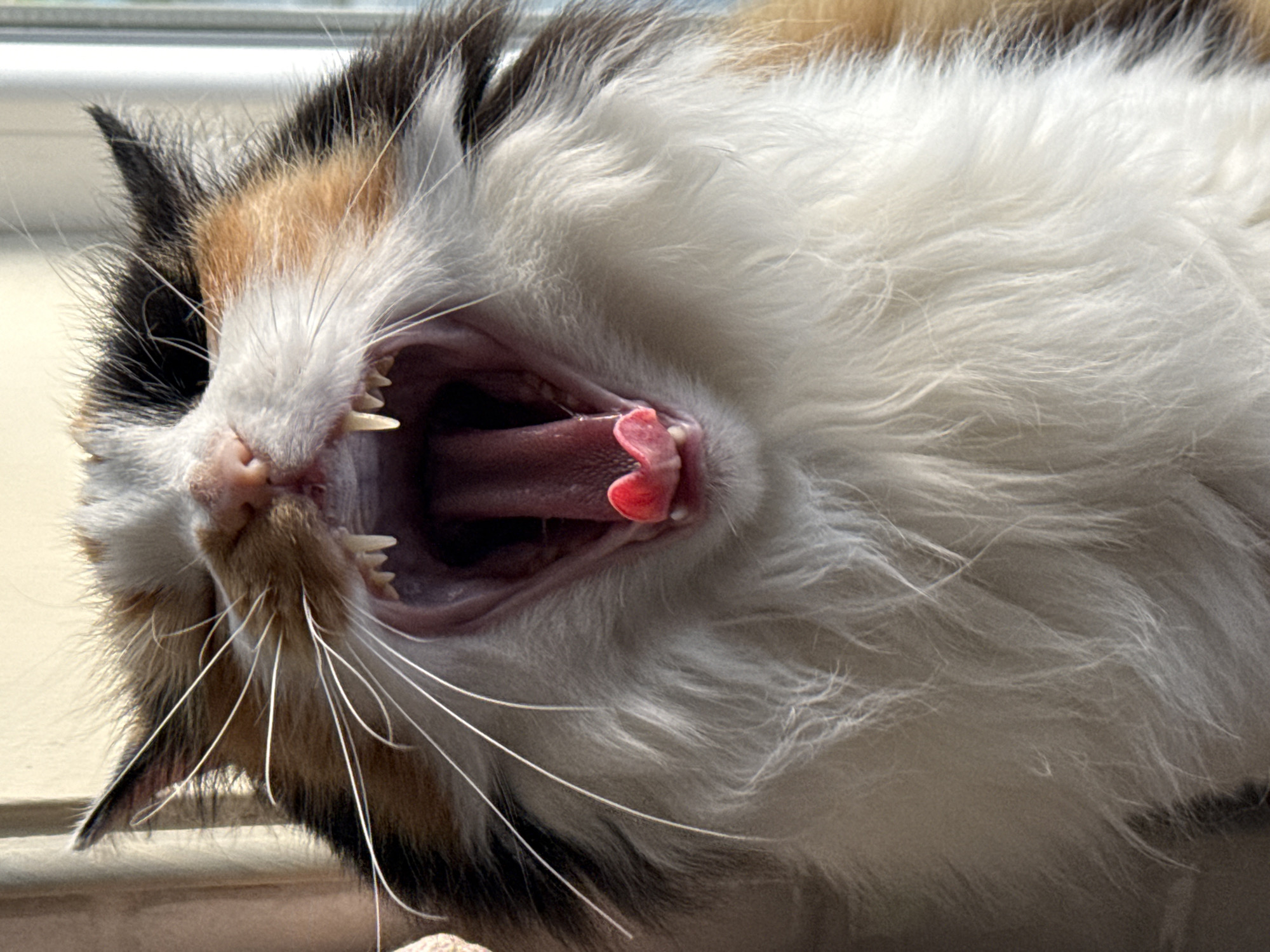 A close-up, head-on shot captures a calico cat mid-yawn, its mouth wide open to reveal a pink tongue and sharp teeth. The cat's fur is a mix of white, black, and orange patches. Its eyes are mostly closed, and its whiskers fan out prominently. The background is softly lit, suggesting an indoor setting with natural light coming from a window, creating a warm glow on the cat's face. The image focuses intensely on the cat's facial features and the act of yawning.