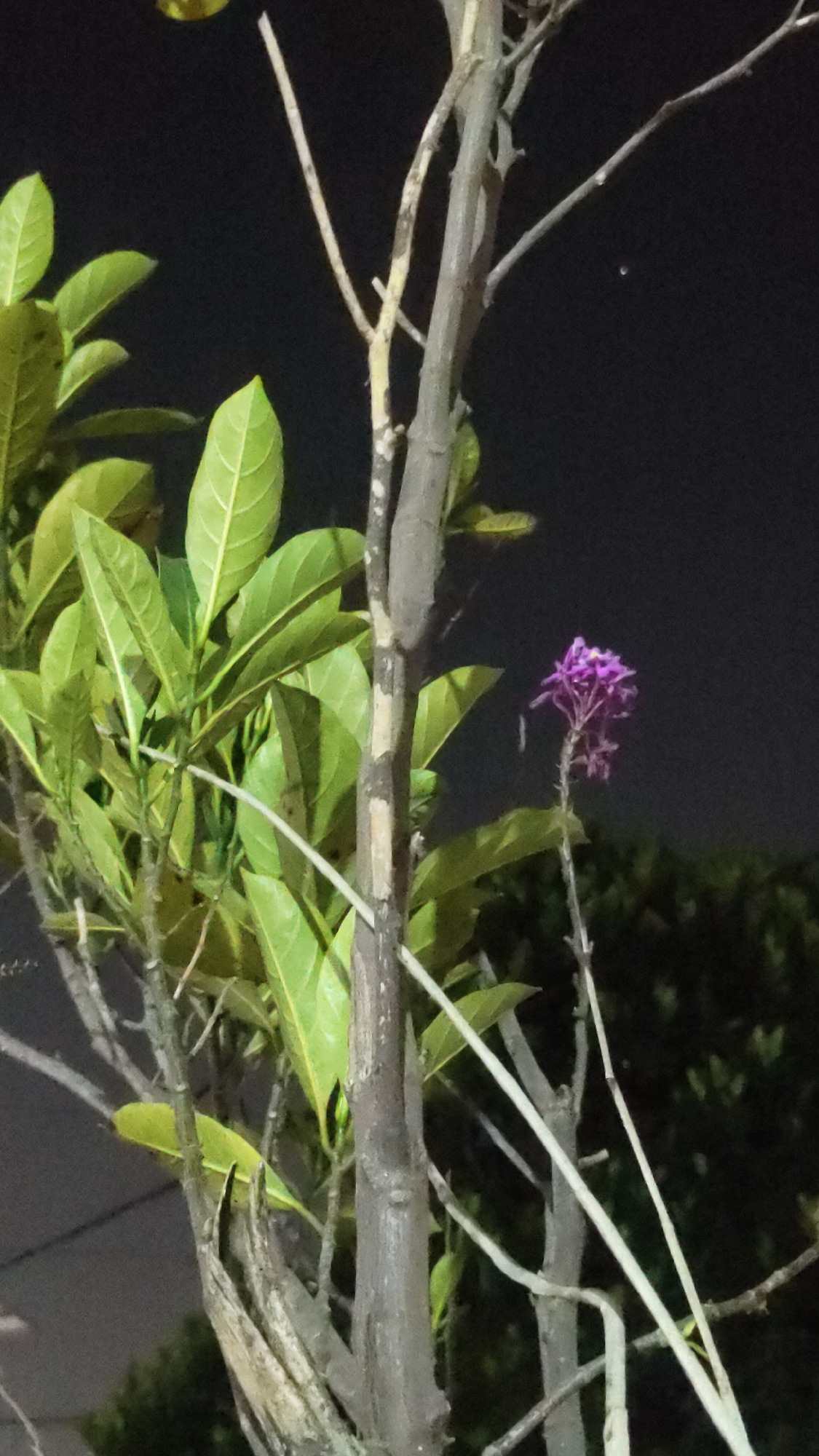 A close-up, eye-level, medium shot captures a segment of a tree against a dark, out-of-focus background, likely at night in Malang, Indonesia. The main subject is the tree trunk, which is rough and grayish-brown, with lighter patches where bark may have peeled. Several branches extend from the trunk. To the left, vibrant green leaves are clustered on thinner branches. A single, small cluster of purple flowers, with delicate petals, blooms on a slender stem to the right of the trunk. The lighting suggests artificial illumination, as indicated by the contrast and the overall darkness of the scene. The environment appears to be a natural setting, possibly a garden or park, with the dark background suggesting foliage or the night sky.
