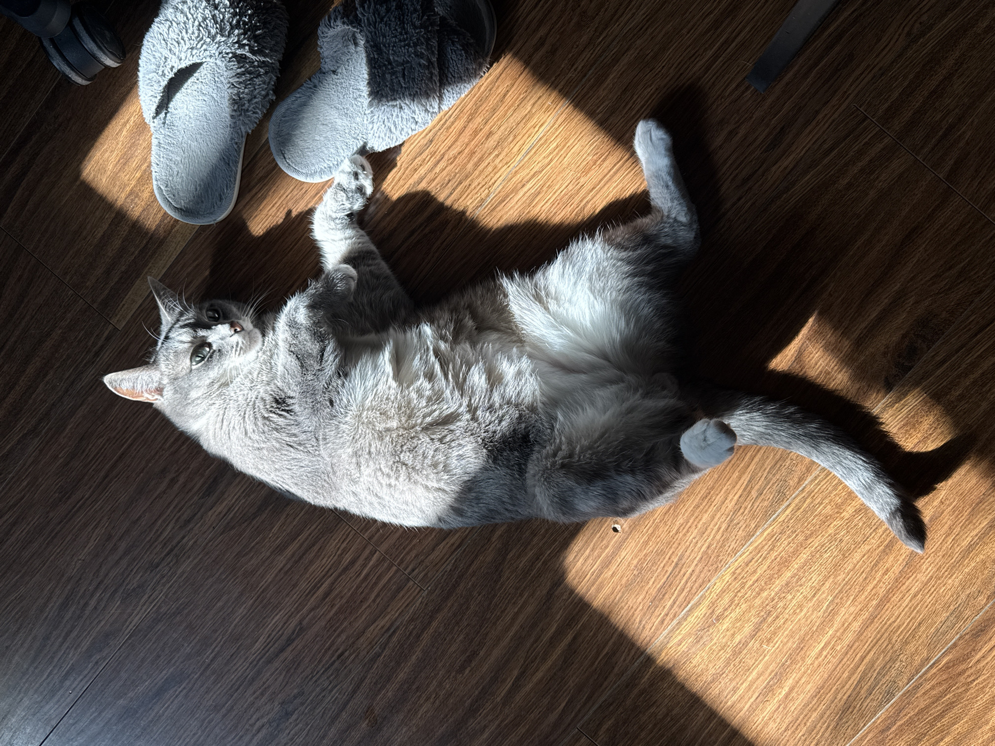 A medium-sized grey tabby cat is lying on its back on a wood-patterned floor. The cat's white belly is exposed, and its front paws are raised slightly. The cat's tail is extended to the right. Two grey slippers are positioned in the upper left corner of the image. A patch of sunlight is shining on the cat and the floor. A section of a dark chair or table leg is visible in the upper right corner. The photograph appears to have been taken indoors. The city of Moscow, Russia is not discernible from this image.