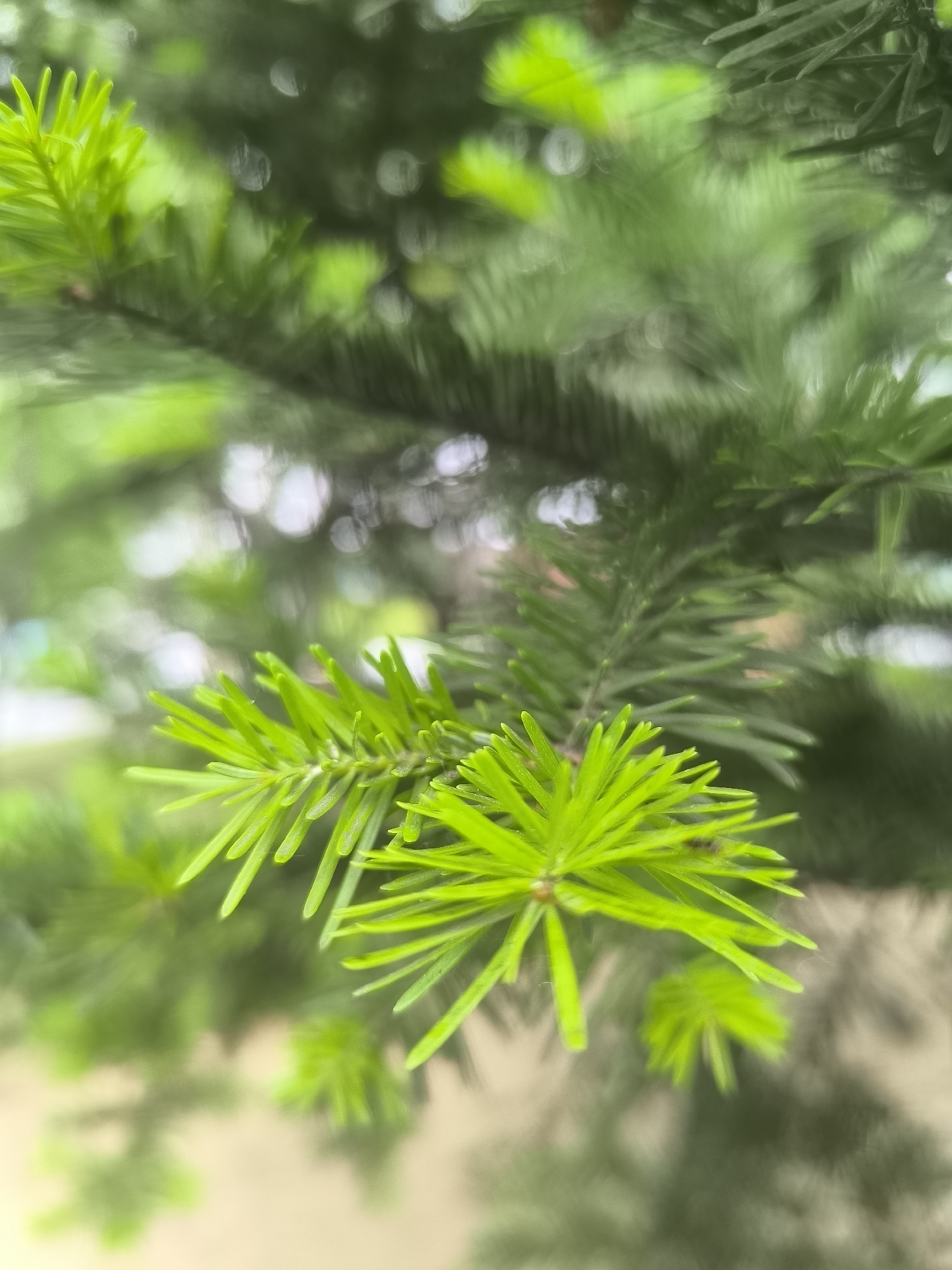 The image is a close-up, vertical shot of vibrant green pine needles. The foreground is dominated by a cluster of bright green pine needles that are sharply in focus, showcasing their needle-like structure. Behind this, the image softens into a bokeh effect, with further pine branches and needles rendered as blurred green shapes. Subtle hints of sunlight filtering through create soft, circular highlights in the background. The overall impression is one of fresh growth and the natural beauty of coniferous foliage, likely captured in a park or natural setting. The specific location in Nakhodka, Russia, is not discernible from the visual information provided. There are no people, animals, or man-made objects explicitly visible in the image.