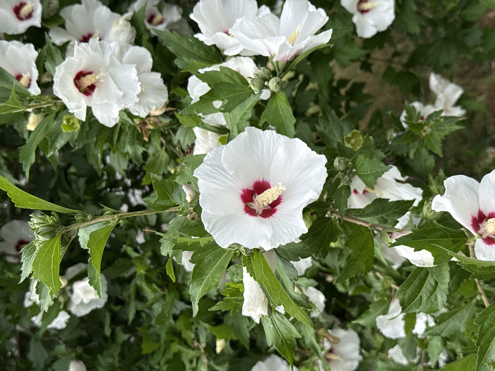 This is a close-up, eye-level, outdoor, vertical shot of a white hibiscus bush in Belene, Bulgaria. The bush is dense with lush green foliage and features several white hibiscus flowers in various stages of bloom. The flowers are characterized by their five delicate petals, a prominent red center, and a stamen that is a pale yellow. Some buds are also visible, hinting at future blooms. The lighting suggests it is daytime, likely with soft sunlight filtering through the leaves. The background is a blur of green leaves and some out-of-focus white flowers, creating a soft bokeh effect that highlights the sharp details of the foreground flowers. There are no people or animals present in the image. The overall impression is one of natural beauty and the vibrant life of a summer garden.