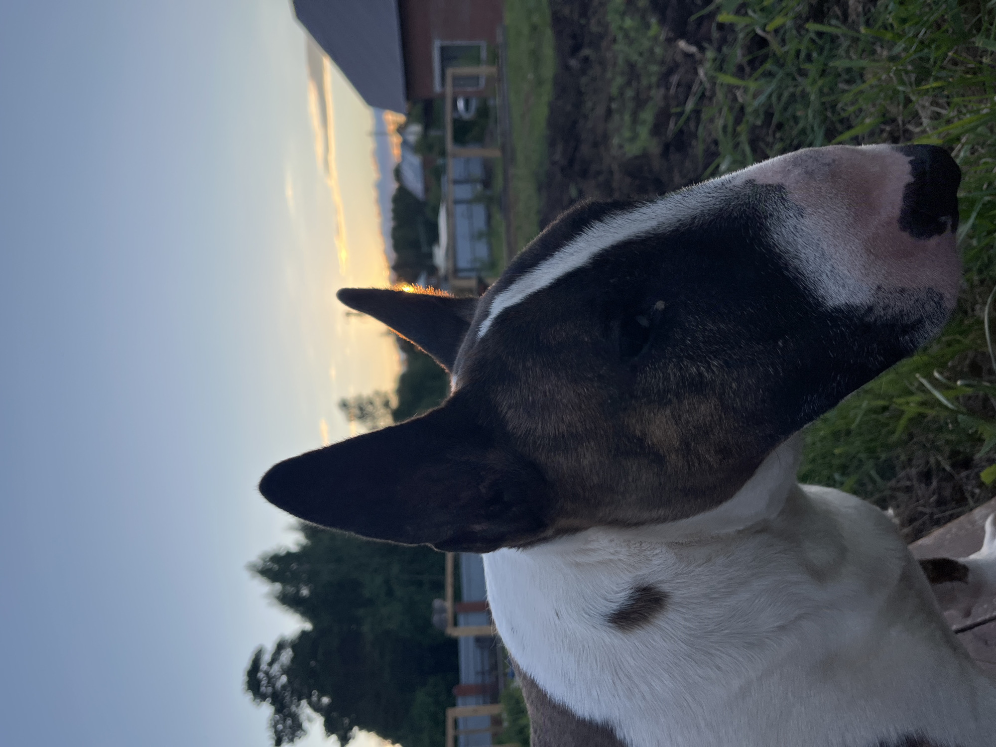 A Bull Terrier dog is depicted outdoors during sunset or dusk. The dog, which is the main subject, is positioned on the right side of the frame, facing towards the left. It has a distinctive appearance with a white body and prominent black and brindle markings covering its head and parts of its back. A noticeable white stripe runs along the top of its head. Its ears are upright and pointed. The dog's head is slightly raised and turned, suggesting it is observing something beyond the left edge of the frame.
The setting appears to be a rural or semi-rural area, possibly a backyard or field in Chaikovsky, Russia. The foreground features grassy patches and some tilled earth. In the background, under the setting sun, several elements are visible: a building with a dark roof and lighter walls, fences, and distant trees silhouetted against the sky. The sky transitions from warm golden hues at the horizon, where the sun's last rays are visible, to a clear, light blue overhead. The warm light backlights parts of the dog's ears and head. There is no visible text in the image.