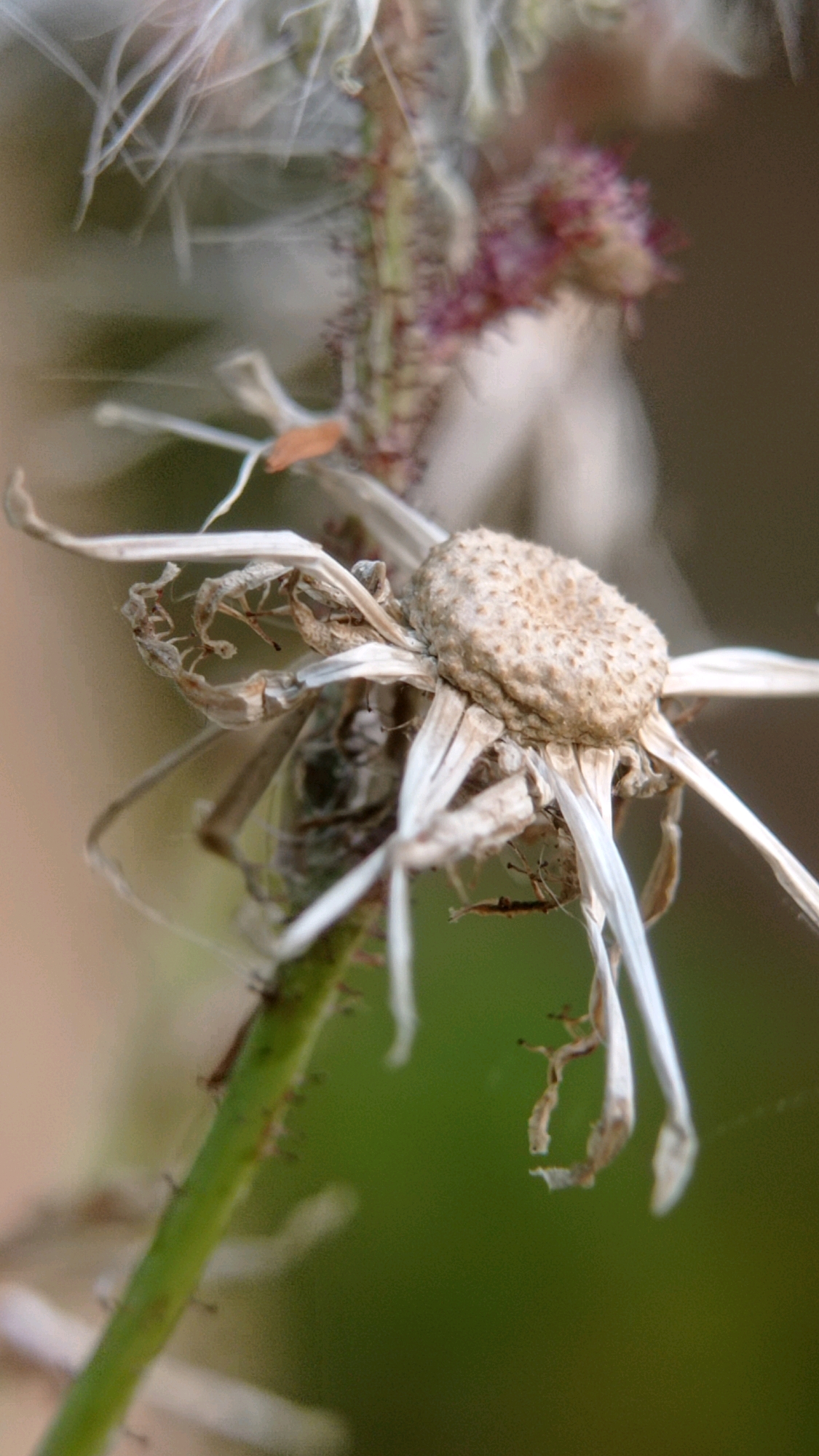 A close-up, shallow depth of field, vertical macro photograph captures a dried thistle flower head and its stem against a blurred green and brown background. The thistle head, which appears desiccated and off-white, is positioned in the upper right quadrant of the frame. Its seed head is rough and textured, with remnants of white filaments radiating outwards, some of which are tattered and dry. The stem, which is green and appears slightly fuzzy with tiny dark spots, runs diagonally from the lower left to the center of the image. Small, dark insects, possibly ants, are visible clinging to the stem and some of the dried flower parts. The overall impression is one of decay and the life cycle of a plant. The image was taken in Batu, Indonesia.