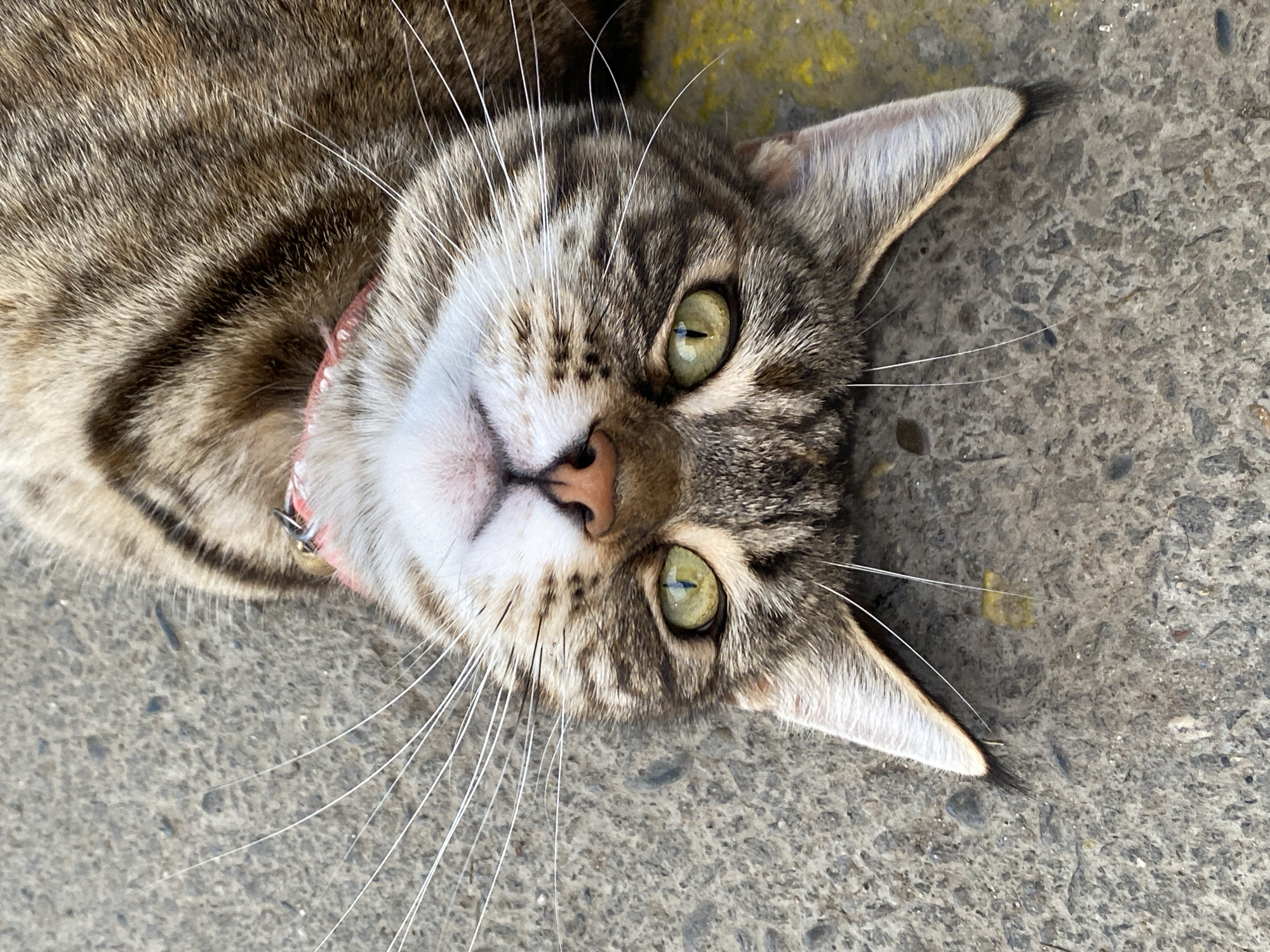 A domestic tabby cat lies on its back on a concrete surface, with its head towards the viewer. The cat's fur is a mix of brown, black, and white stripes. Its eyes are green with vertical pupils. The cat is wearing a pink collar. The concrete surface appears to be part of an outdoor area, possibly a street or sidewalk, with small pebbles and yellow markings visible. The scene does not contain any elements that would place it specifically in Maykop, Russia; it is a generic urban outdoor setting.