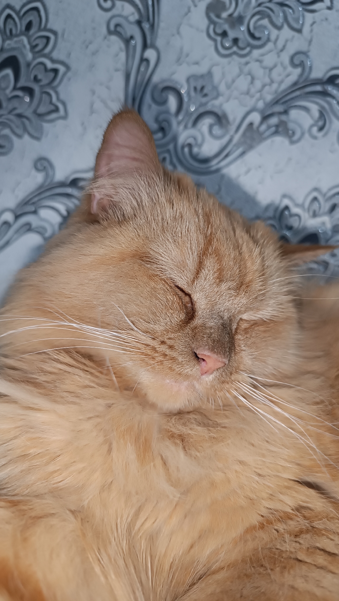 This is a close-up, eye-level photograph of a sleeping ginger cat. The cat is lying down, with its eyes closed and its head tilted slightly. Its fur is long and fluffy, and its nose is pink. The background is a grey and white patterned wallpaper. The image does not provide any information about the location in the city of Chaikovsky, Russia.