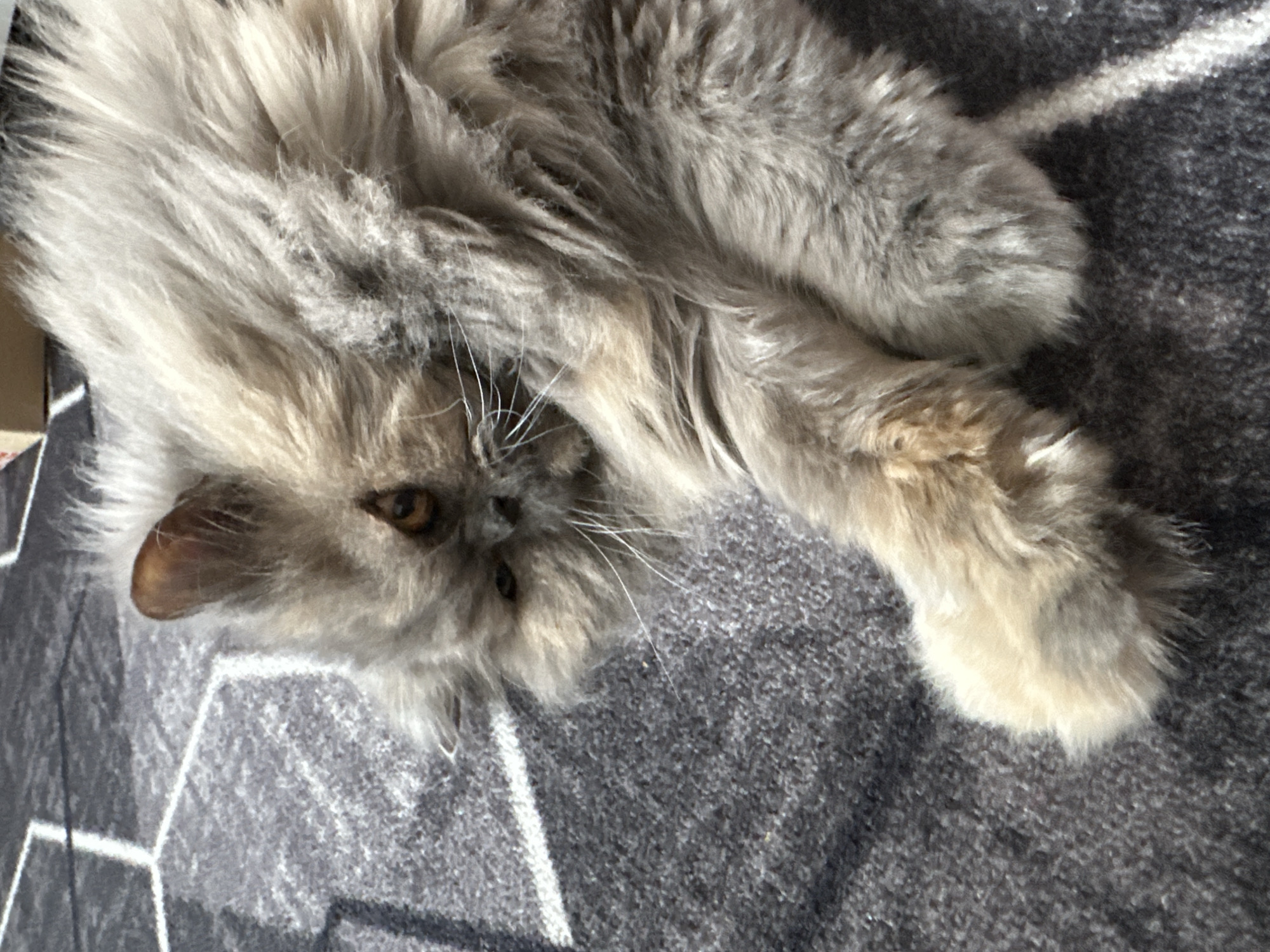 A fluffy, long-haired gray cat is lying on its side on a gray carpet with a geometric pattern. The cat's head is turned towards the viewer, with its eyes open. One of its front paws is extended forward. The lighting suggests the image was taken indoors during the daytime, possibly with natural light from a window. There is no visible indication of the location being in Chaikovsky, Russia.