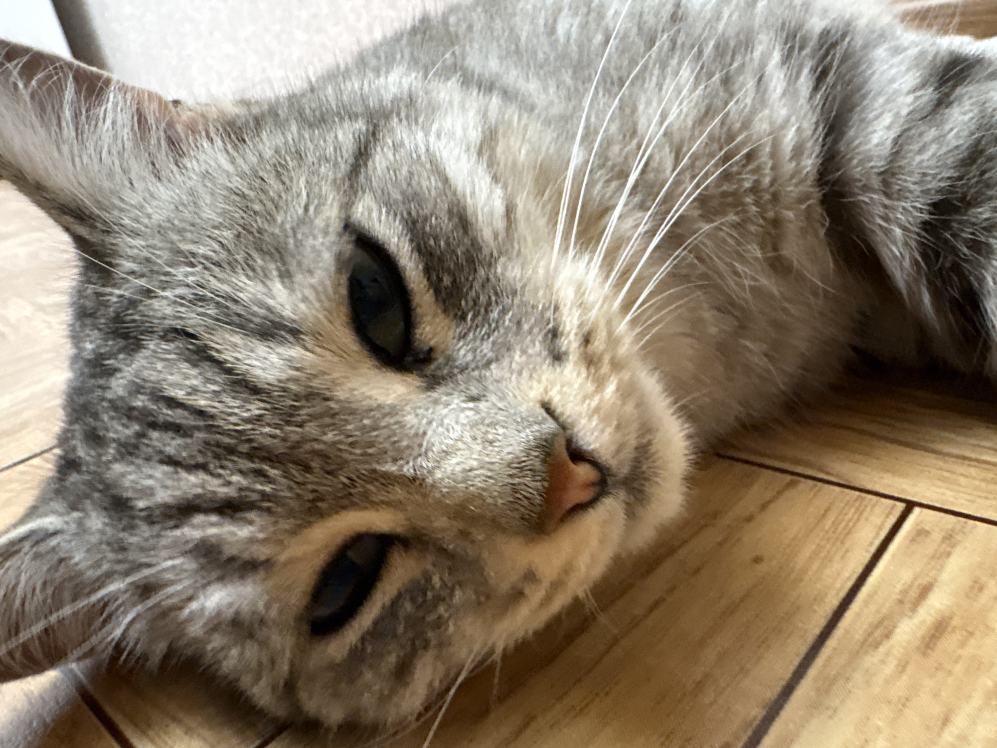 A close-up, low-angle shot shows the head of a gray tabby cat lying on a wooden floor. The cat's eyes are partially closed, and its nose is a pinkish color. The cat's fur has distinct tabby markings. The wooden floor is light brown and appears to be made of planks. The background is out of focus, but suggests an indoor setting. The image is taken in Ветлужский, Russia.