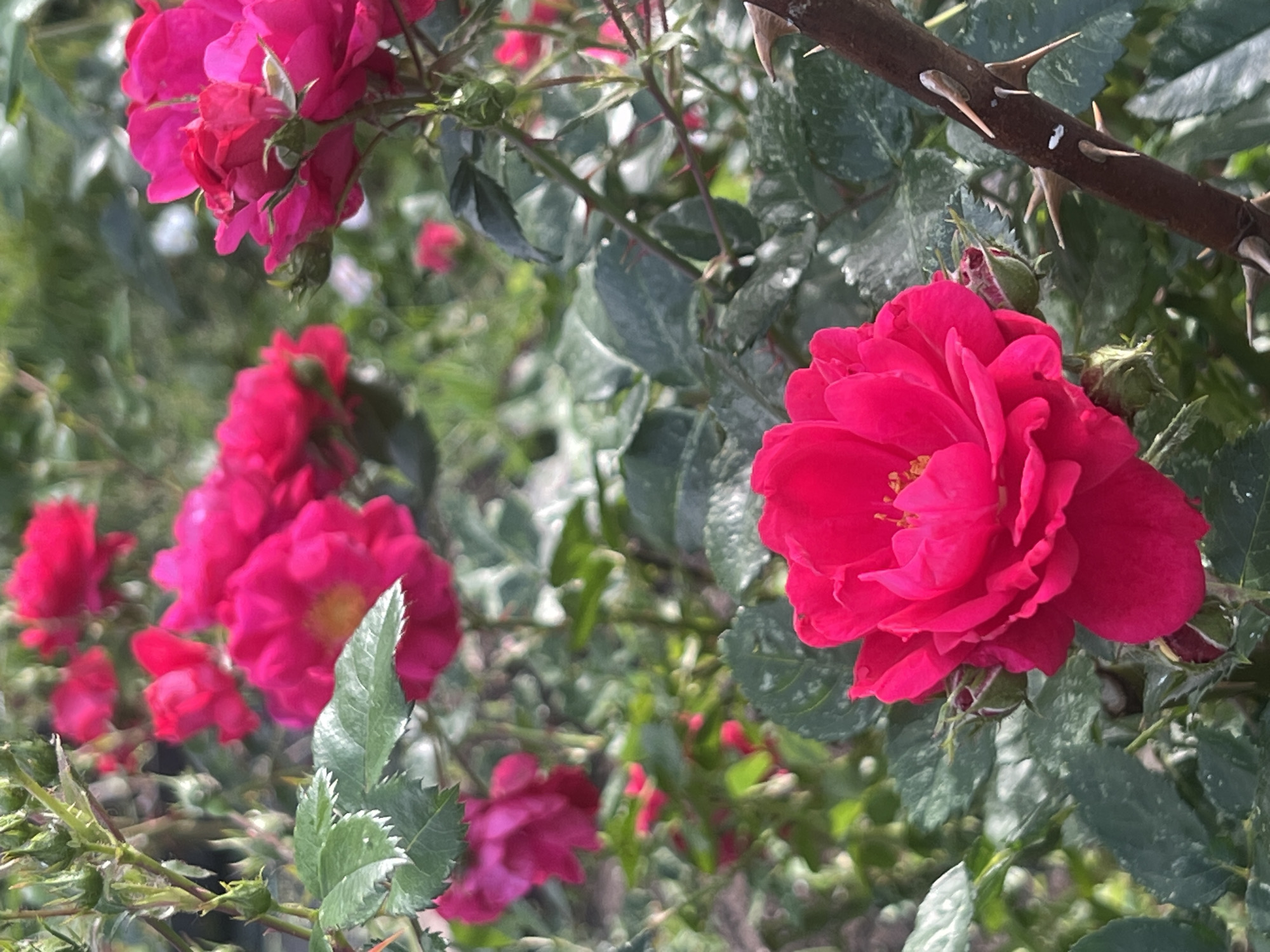 The image displays a close-up view of vibrant pink roses in a garden setting. The focus is on a large, fully bloomed rose in the foreground, with its petals unfurling. To the left and in the background, several other pink roses and buds are visible, some appearing more blurred due to the depth of field. Dark green leaves, some with a slightly dusty or mottled appearance, surround the flowers. A thorny rose stem, with prominent, sharp thorns, cuts across the upper right portion of the frame. The lighting suggests it is daytime, with soft, diffused light illuminating the scene. There are no people or visible text in the image. The overall impression is one of natural beauty and the lushness of a garden in bloom, possibly in Chaikovsky, Russia, given the location context. The presence of thorns on the stem adds a tactile element to the visual, hinting at the wilder nature of the rose plant.