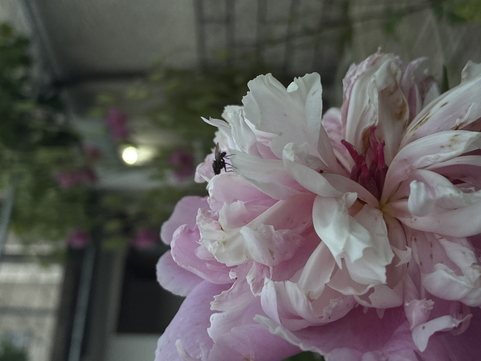 The image depicts a close-up of a partially bloomed or wilting peony flower, situated in Klisura, Bulgaria. The flower, primarily pink and white, dominates the left and lower sections of the frame, with its numerous layered petals transitioning from a deeper pink at the center to lighter pink and white towards the outer edges. Minor brown discoloration and small dark specks are visible on several petals. A small, dark-bodied fly with discernible wings is perched on a white petal in the upper-central portion of the flower. The background is rendered in a soft blur, revealing indistinct features: a light-toned building or roof section in the upper left, blurred green foliage interspersed with multiple out-of-focus pink floral shapes, and a distinct circular light source in the mid-right. A textured grey structure is visible in the lower right background. No people are present.