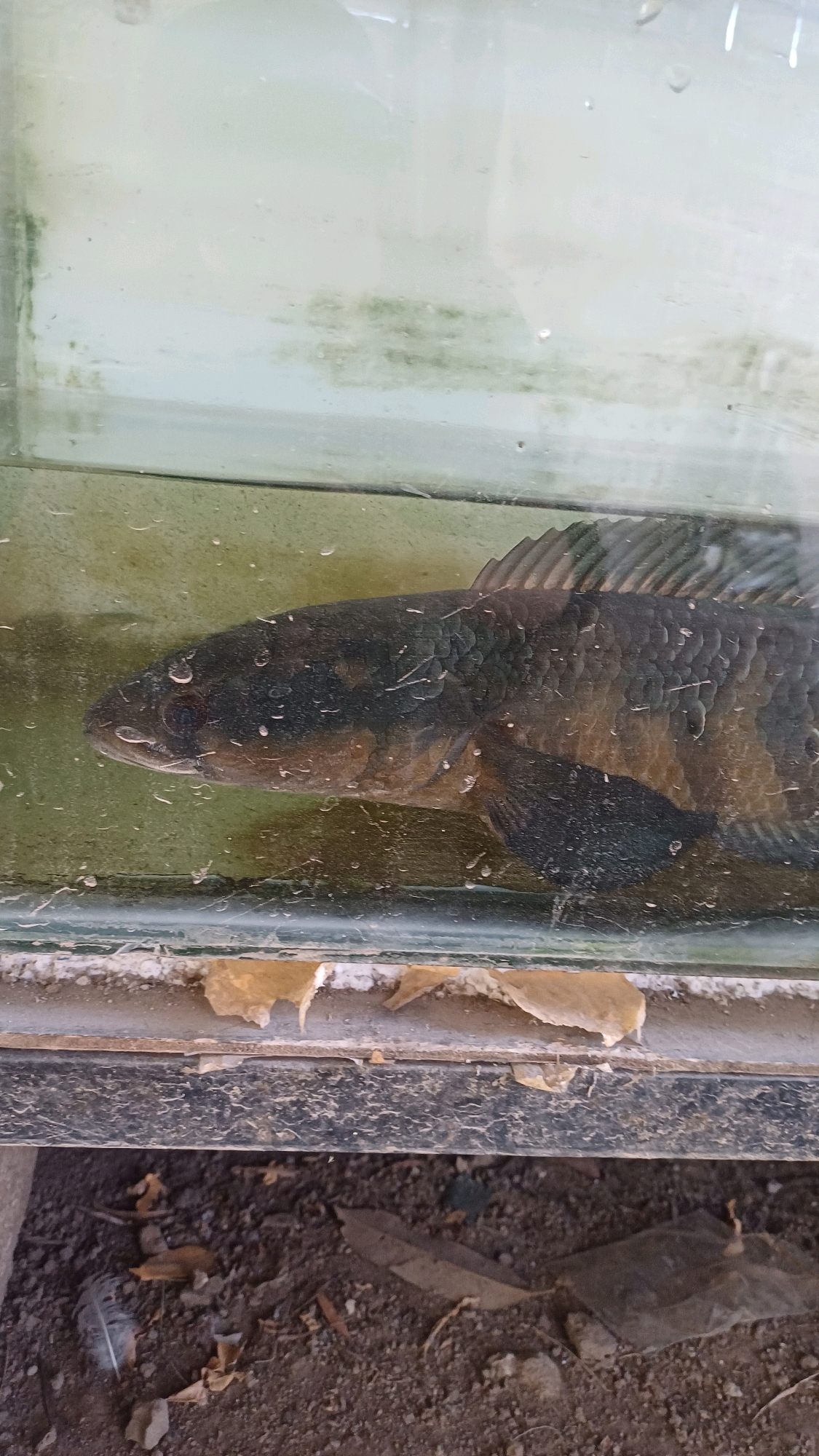 An adult snakehead fish is partially submerged in murky water within a glass aquarium. The aquarium is situated outdoors, with a weathered wooden frame and a textured, dark-colored surface below it. The ground beneath the aquarium is covered with soil, leaves, and debris, including a white feather. The background of the aquarium appears to be a plain wall, with visible green algae growth on the glass. The overall scene suggests an outdoor environment, possibly in a residential area or a market in Mayungan, Indonesia.
