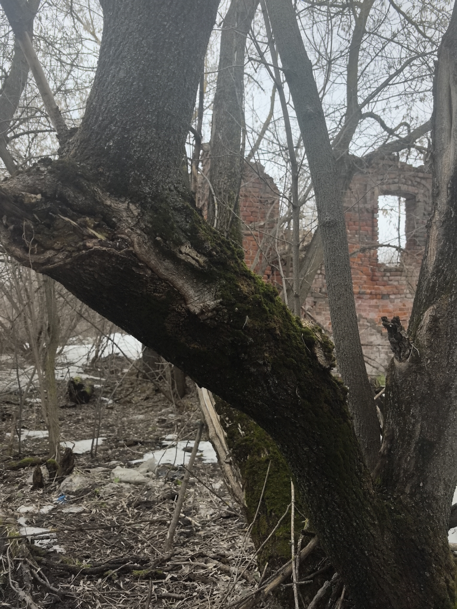 The image shows a close-up view of tree trunks covered in moss, with a ruined brick building visible in the background through the trees. The ground is covered with dry leaves, branches, and some patches of snow. The scene appears to be a neglected area. The location is Tolba, Russia. There are no people or actions visible. The primary subjects are trees and a derelict building. The object interaction is the visual relationship between the foreground trees and the background ruin. The environment is overcast and desolate.