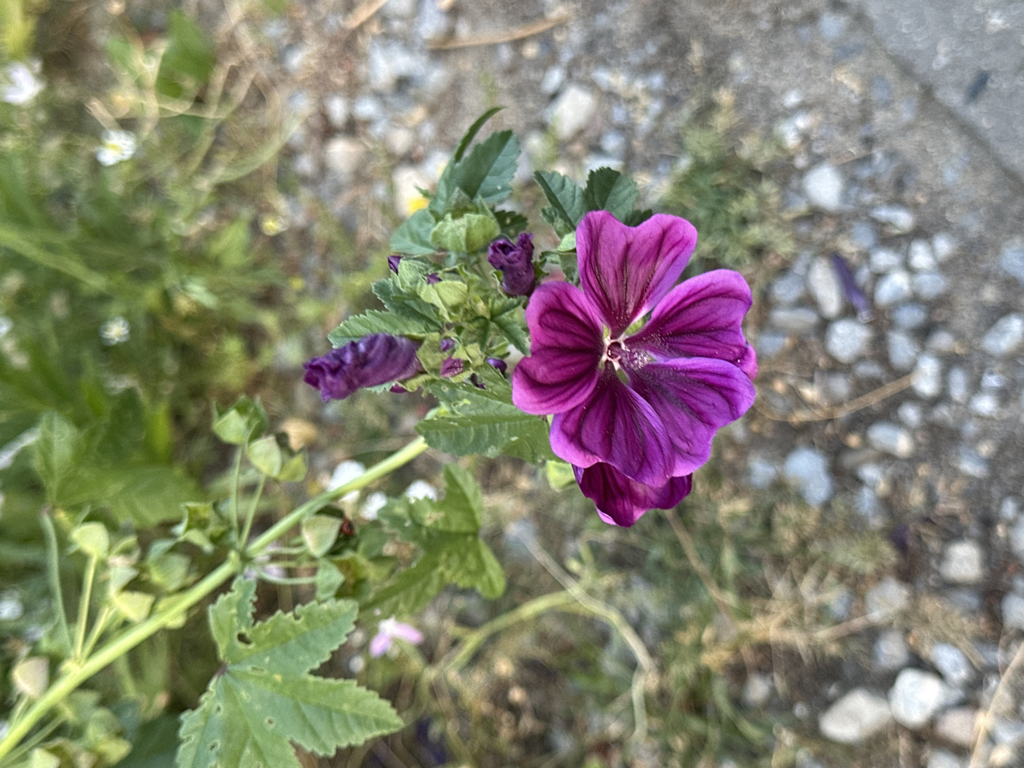 A close-up, high-angle shot captures a vibrant purple flower in full bloom, its petals unfurling gracefully. The flower is the central subject, positioned slightly to the left of the frame, with its delicate veins and textured surface clearly visible. Surrounding the bloom are several unopened buds, still tightly furled and a darker shade of purple, hinting at future blossoms. Lush green leaves, some serrated and others lobed, form a natural backdrop, interspersed with hints of other small, out-of-focus flora, some appearing white and yellow.
The ground beneath the plant is a mix of small, light-colored pebbles and dry, straw-like vegetation, suggesting an outdoor setting that might be a garden bed, a roadside verge, or a natural patch of ground. The lighting appears to be natural daylight, casting soft shadows and highlighting the color saturation of the flower. The background is largely blurred, creating a shallow depth of field that draws the viewer's eye to the subject. There are no people or animals visible in the image.
The specific location in Krefeld, Germany, cannot be determined from the visual information alone. The scene depicts a common natural or cultivated outdoor environment.