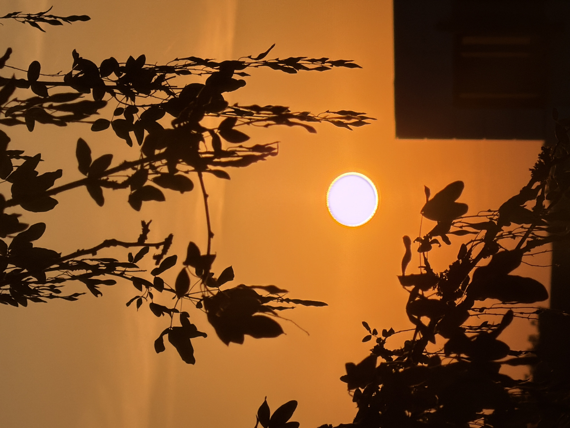 The image depicts a sunset viewed through silhouettes of tree branches and leaves. The sun, a bright white disk with a subtle purple halo, is positioned slightly off-center to the right, illuminating an orange sky. In the lower right quadrant, a dark silhouette of a building with faint vertical lines, possibly windows, is visible. The foreground is dominated by the dark outlines of foliage, some featuring long, hanging seed pods, creating a dramatic contrast against the vibrant sky. The scene appears to be an outdoor setting, possibly a residential or urban area in Leudelange, Luxembourg, given the presence of the building and the general atmosphere. There are no people or discernible animals in the image.