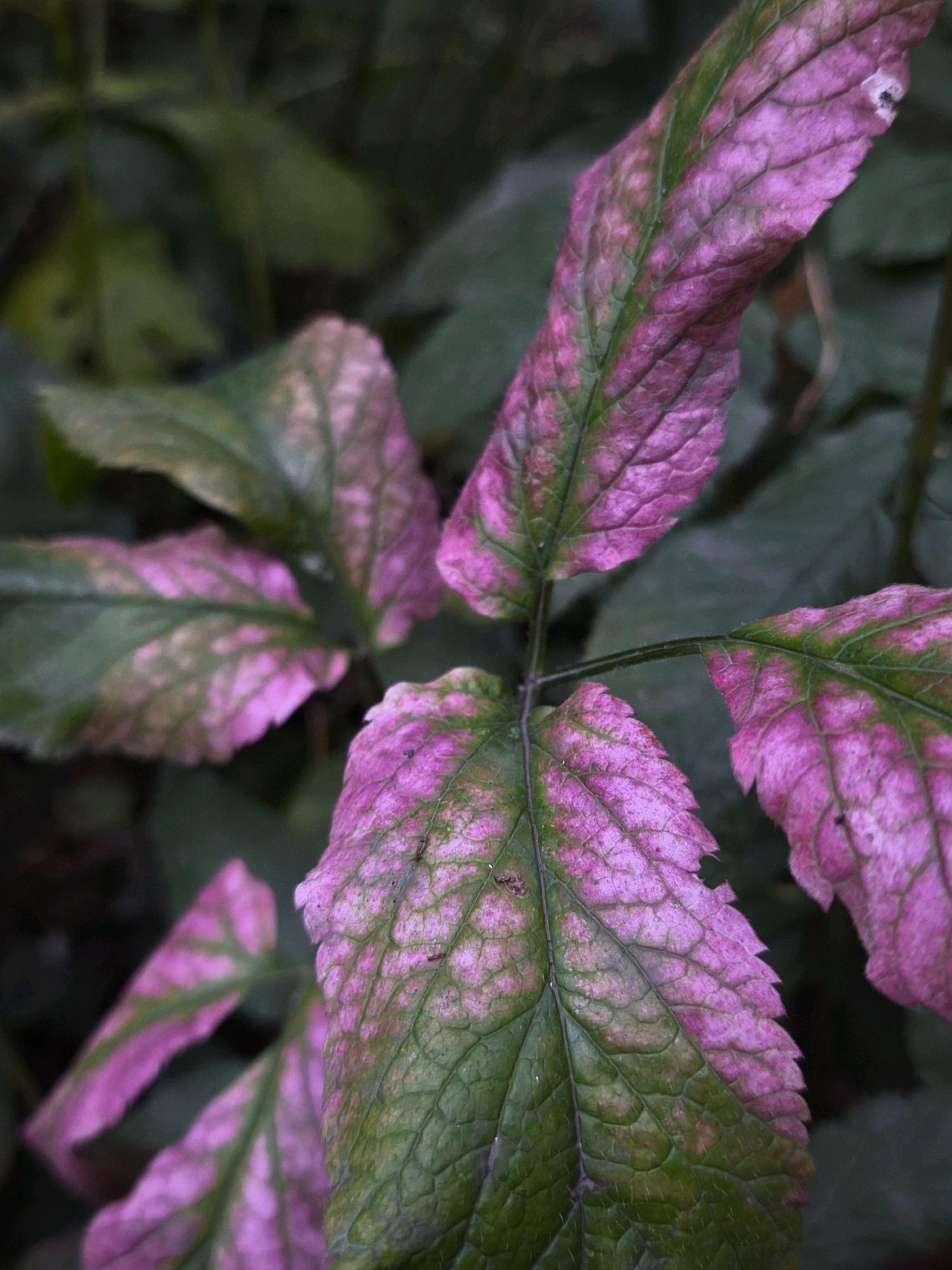 A close-up, low-angle shot focuses on a cluster of leaves on a plant. The leaves exhibit a striking color pattern, with large patches of vibrant pink interspersed with areas of dark green. The veins of the leaves are clearly visible, dividing the surface into textured sections. Some leaves appear slightly wilted or damaged, with jagged edges and occasional small spots. The background is a blur of dark green foliage, suggesting an outdoor environment, possibly a garden or park. There are no visible signs of human presence or activity. The image was captured in Mahilyow, Belarus.