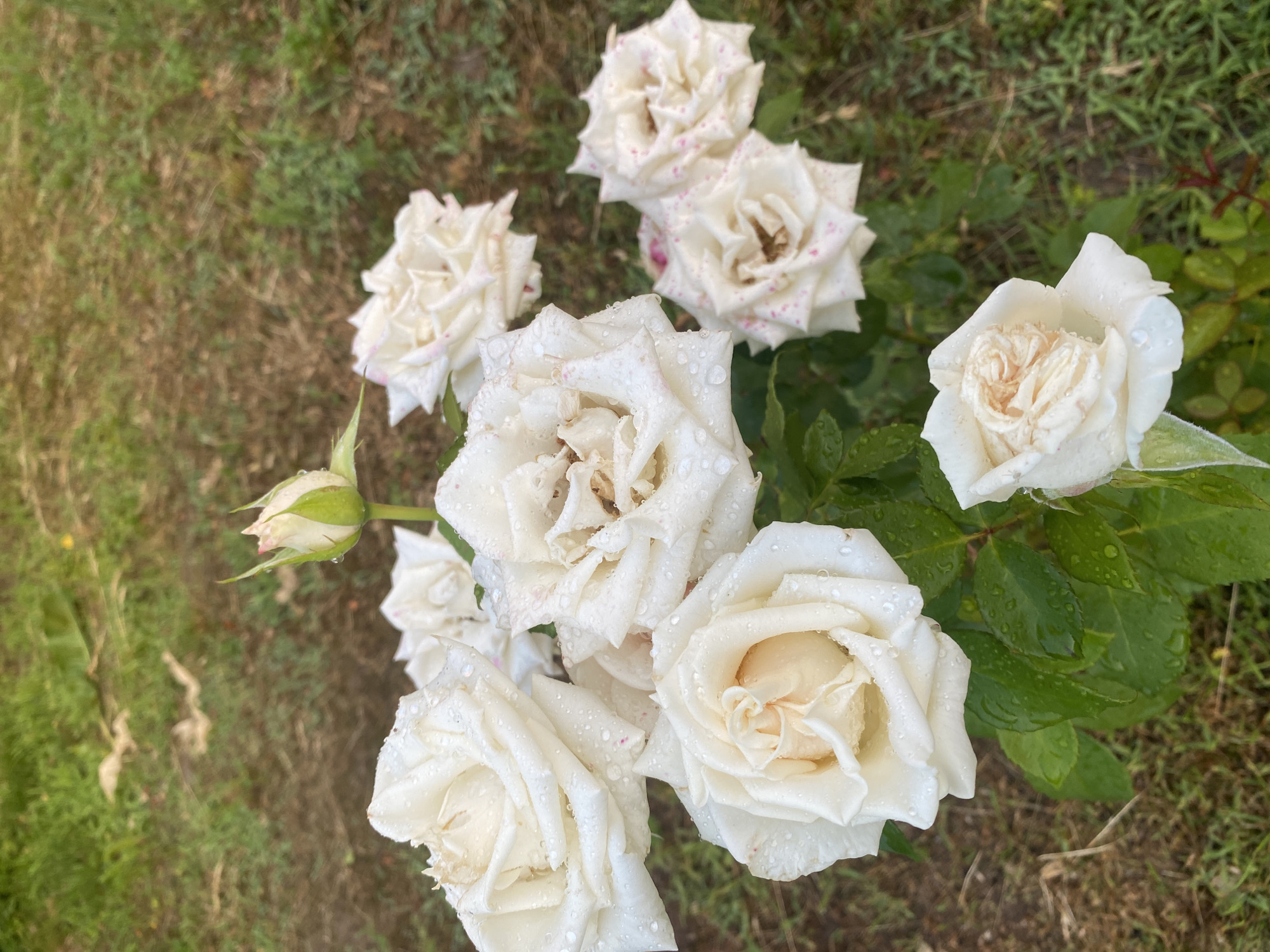 A cluster of white roses with dew drops on their petals are in full bloom against a backdrop of green grass and dry earth. One rosebud is still closed, with green sepals and hints of pink at the tip. The roses are arranged in the foreground, with the rest of the image showing an outdoor natural setting, possibly a garden or park. The lighting suggests it is daytime, with soft, diffused light. The overall scene evokes a sense of natural beauty and freshness.