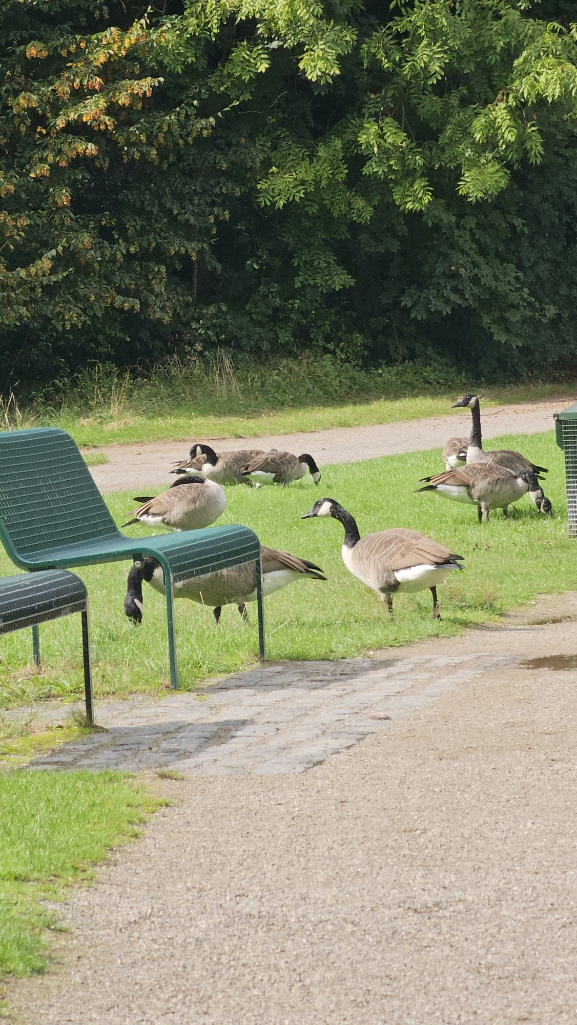 A flock of Canada geese are gathered on a grassy area next to a paved pathway. In the foreground, a green metal park bench is partially visible. Some geese are standing, while others are resting. One goose is near the bench, pecking at the grass. In the background, a line of trees forms a dense green backdrop. The scene appears to be in a park or natural area, likely a public space within the city of Cologne, Germany, given the presence of park amenities like the bench and pathway. The lighting suggests it is daytime, with sunlight filtering through the leaves of the trees.