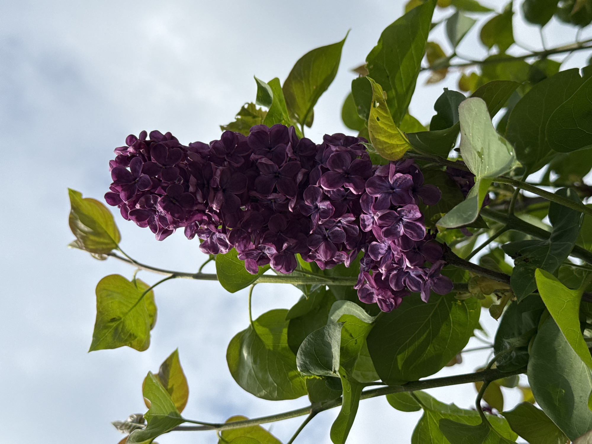 The image captures a close-up view of a lilac bush with vibrant purple flowers and green leaves set against a backdrop of a cloudy sky. The flowers are densely clustered and display a range of purple hues, from deep violet to lighter shades. The leaves are broad and have a glossy texture. The focus is on the interplay of the floral and botanical elements against the sky. The location is City of Zagreb, Croatia.