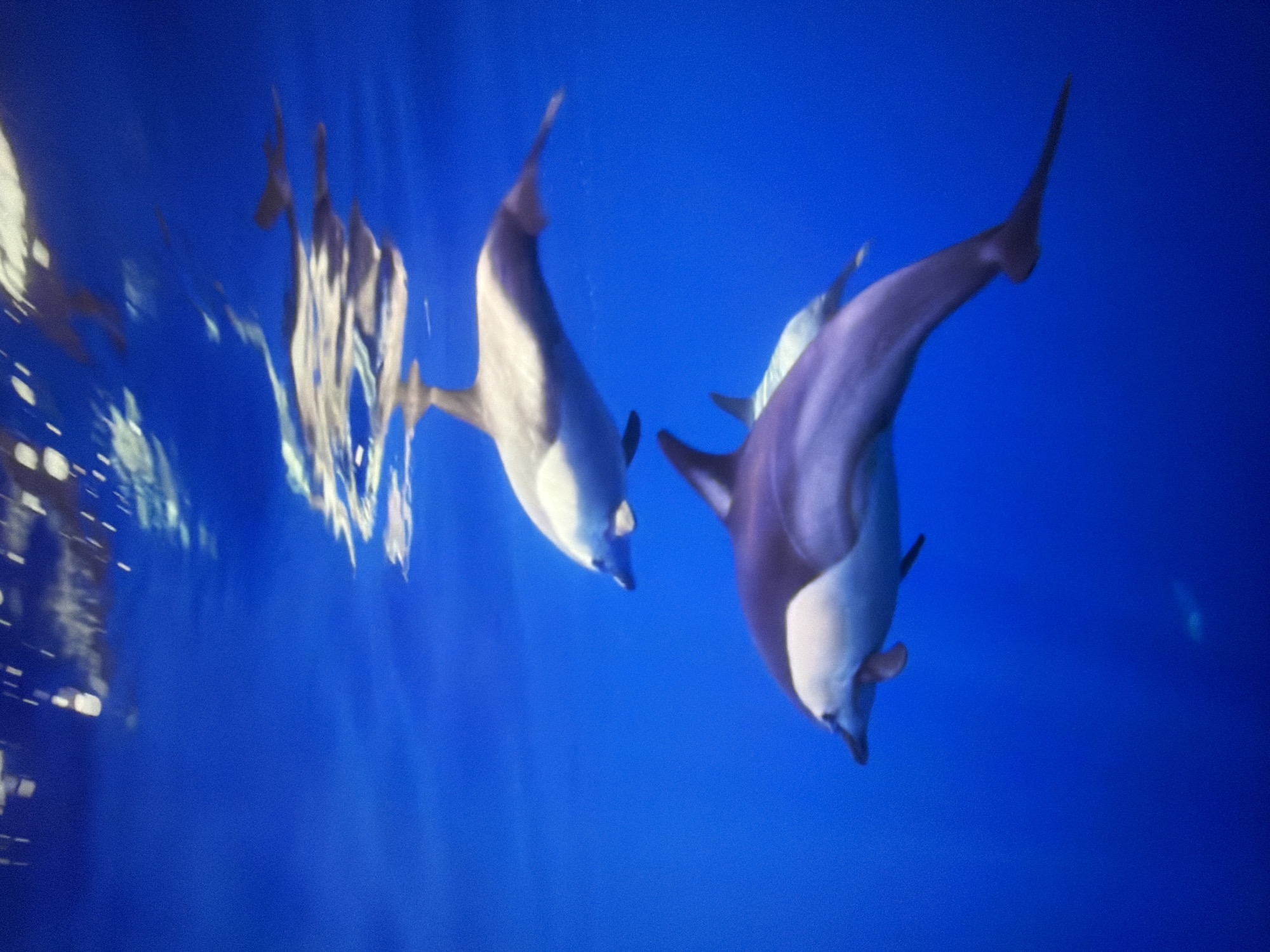 This is an underwater photograph of two dolphins swimming in the deep blue ocean. The dolphins are light gray and white with darker gray markings. The upper dolphin is slightly out of focus and appears to be swimming just below the surface of the water, as indicated by the reflection of light on the water's surface. The lower dolphin is in focus and is swimming below the upper dolphin, with its body angled towards the right of the frame. The background is a solid expanse of deep blue water, with some light reflections visible on the surface. There is no indication of Kyiv, Ukraine in this image.