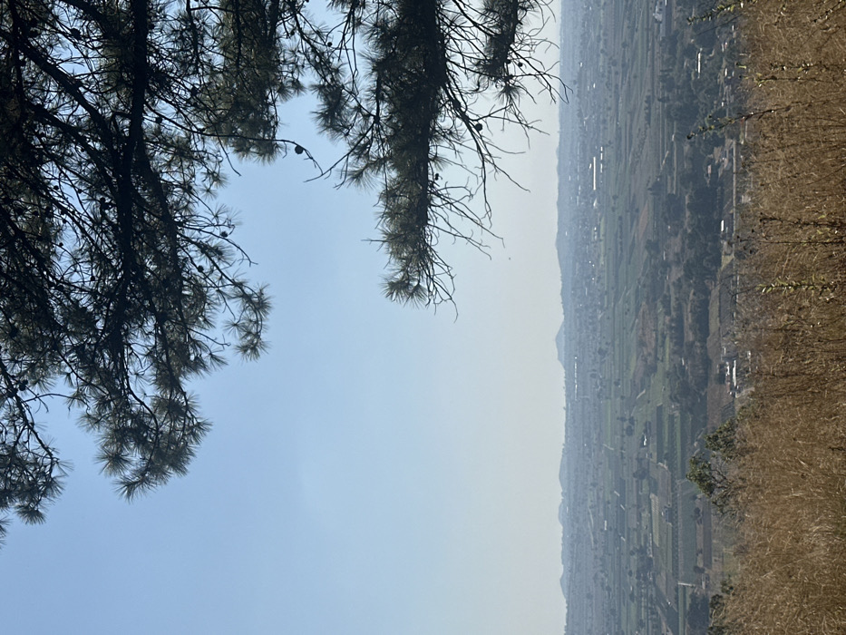 A sweeping, hazy valley stretches into the distance, punctuated by fields and settlements. A dry, grassy slope leads to the view. Overhead, dark pine boughs frame the landscape with their needled branches. The sky is a muted blue, hinting at a warm, somewhat hazy day.