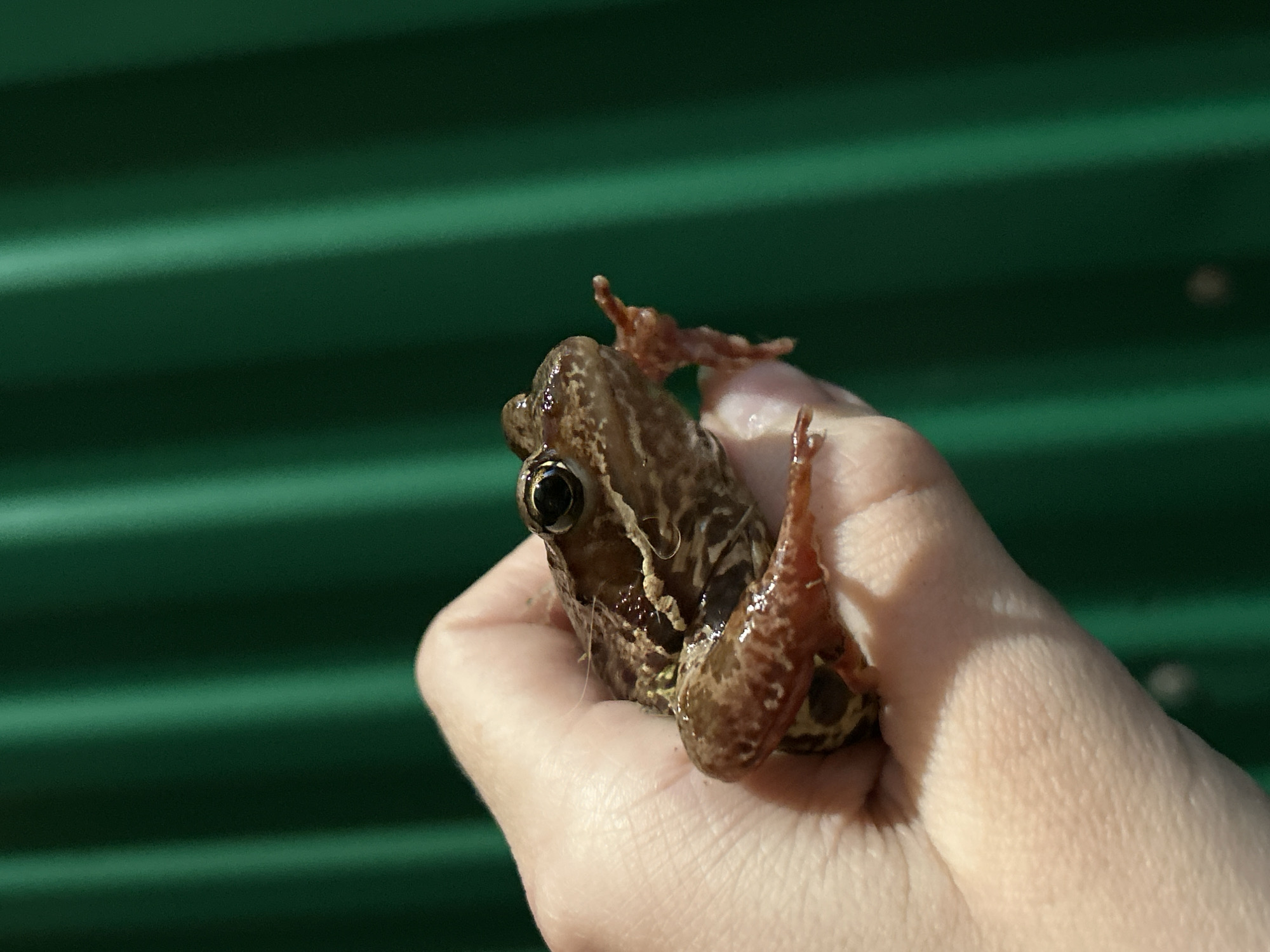 A hand is holding a small brown frog against a blurred green background. The frog is positioned on the palm and fingers of the hand, facing to the right. The frog has visible eyes, legs, and a textured skin. The background consists of vertical green stripes, suggesting a fence or drapery. The scene is outdoors, possibly in a park or garden. The location of Азинский, Russia is not evident in the image.