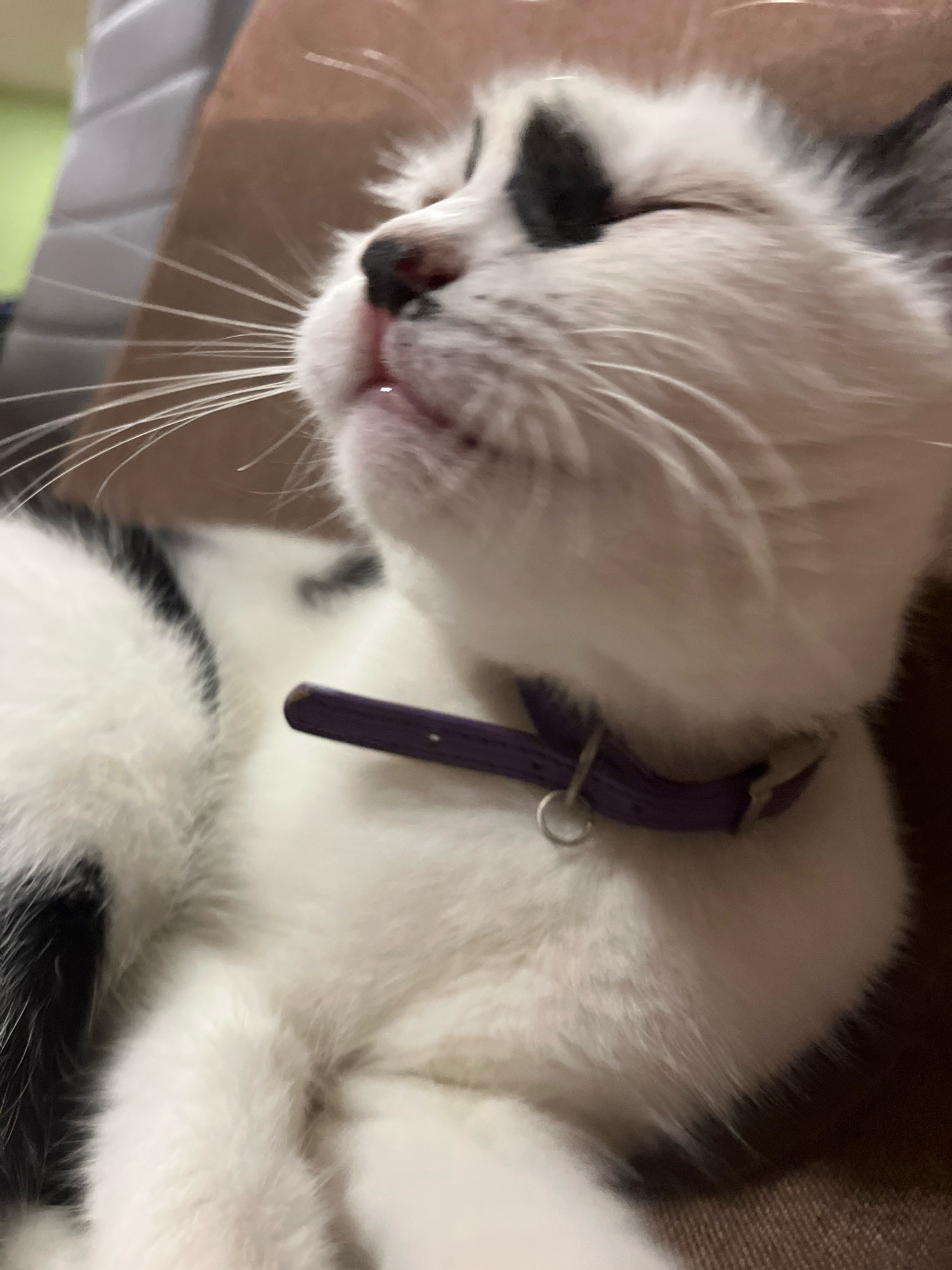A black and white cat with closed eyes is resting on a brown surface. The cat is wearing a purple collar. The background is out of focus, but appears to be indoors. The image was taken in Ureki, Georgia.