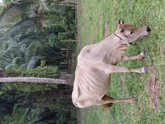 A light-colored, emaciated cow with visible ribs and hip bones grazes on green grass. It has short horns, light brown ears, and a rope halter around its head, leading to a tether that is not fully visible. The cow is positioned facing right, with its head down, consuming grass. In the background, lush tropical vegetation is present, including several prominent palm trees and other dense foliage. A rudimentary wooden fence or barrier with vertical posts is partially visible in the middle ground, amidst the greenery. The scene is illuminated by natural light. The location is in Keude Cunda, Indonesia.
