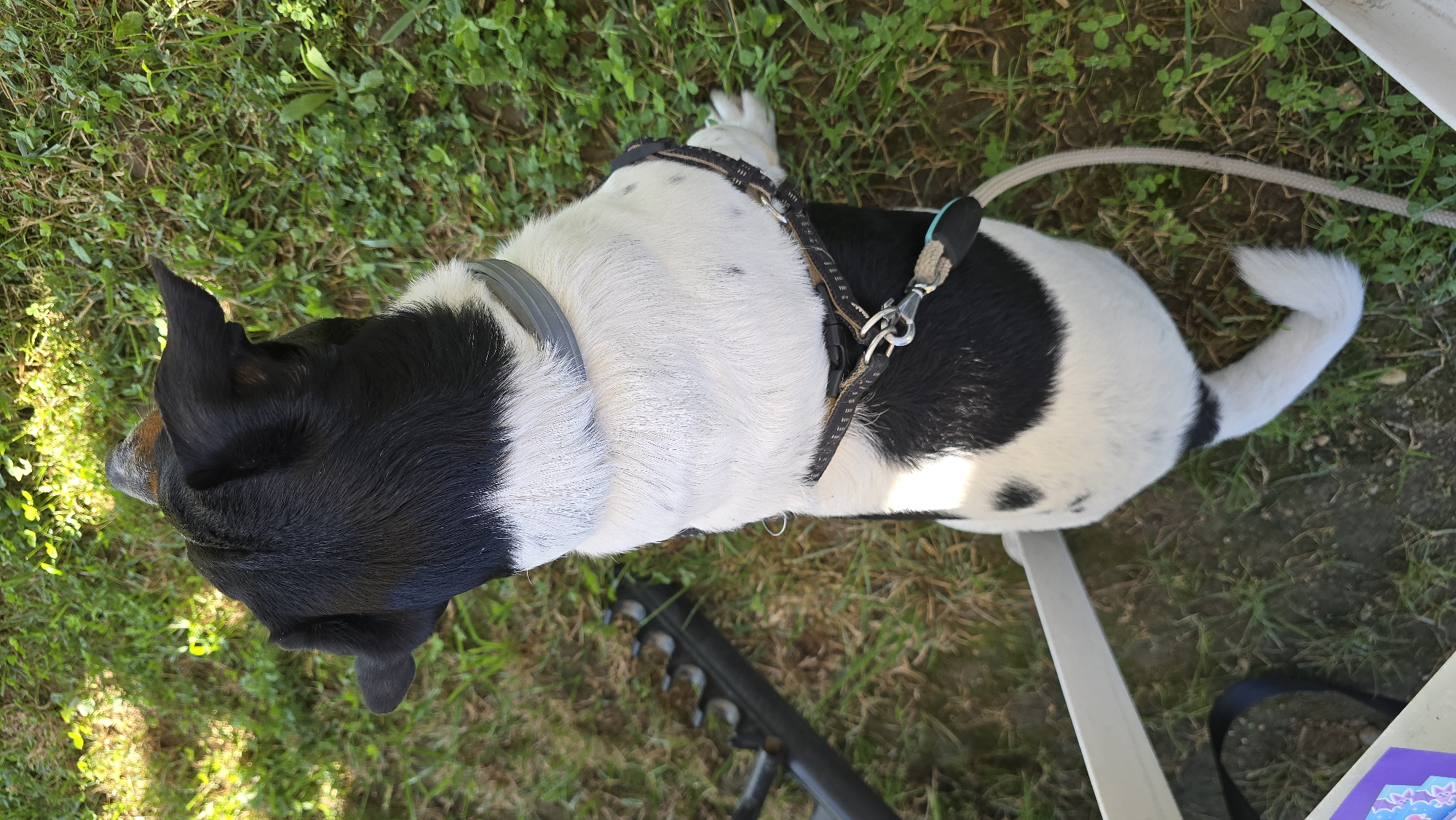 In Krasnovo, Bulgaria, a medium-sized dog with black and white markings lies on a patch of green grass. The dog is wearing a black and silver harness. A white leash is attached to the harness and trails to the left of the frame. To the left of the dog, part of a white plastic chair and a purple object with a patterned design are visible. In the background, parts of a dark metal structure and more green grass can be seen. The lighting suggests it is daytime, with shadows indicating sunlight filtering through.