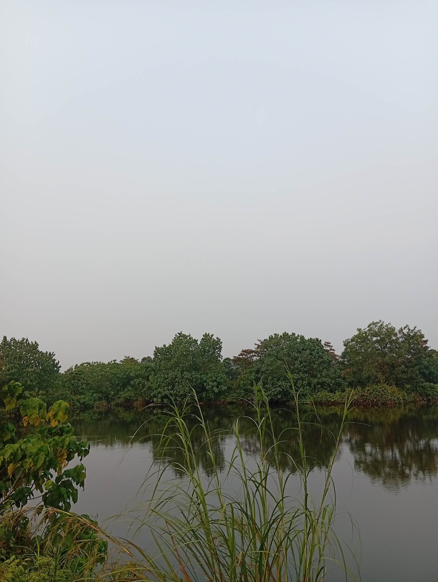 The image depicts a serene natural landscape with a body of water in the foreground and a dense line of trees in the background. The sky is overcast and a uniform light gray, suggesting a cloudy or foggy day. The water is calm, reflecting the trees and the sky with subtle ripples. Tall, green reeds or grass are prominent in the immediate foreground, obscuring the lower portion of the water and trees. The trees are lush and varied in color, ranging from deep green to lighter shades, with some appearing denser than others. The overall impression is one of tranquility and natural beauty. This scene could be located in the vicinity of Kualu, Indonesia, given its tropical vegetation and water features. There are no people or man-made structures visible in the image.