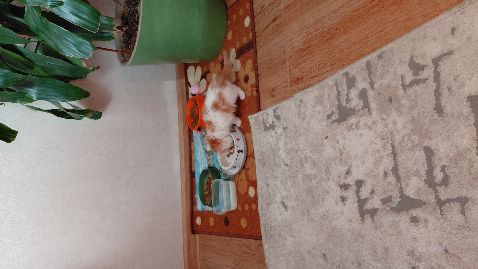 An orange and white kitten is eating from a white bowl with a heart pattern on a rug. Several other bowls, one orange and one green, are nearby, containing food or water. The rug is placed on a wooden floor, and a large potted plant with green leaves is visible in the background. A light-colored rug covers a portion of the foreground. The scene appears to be indoors, likely in a domestic setting in Saratov, Russia.