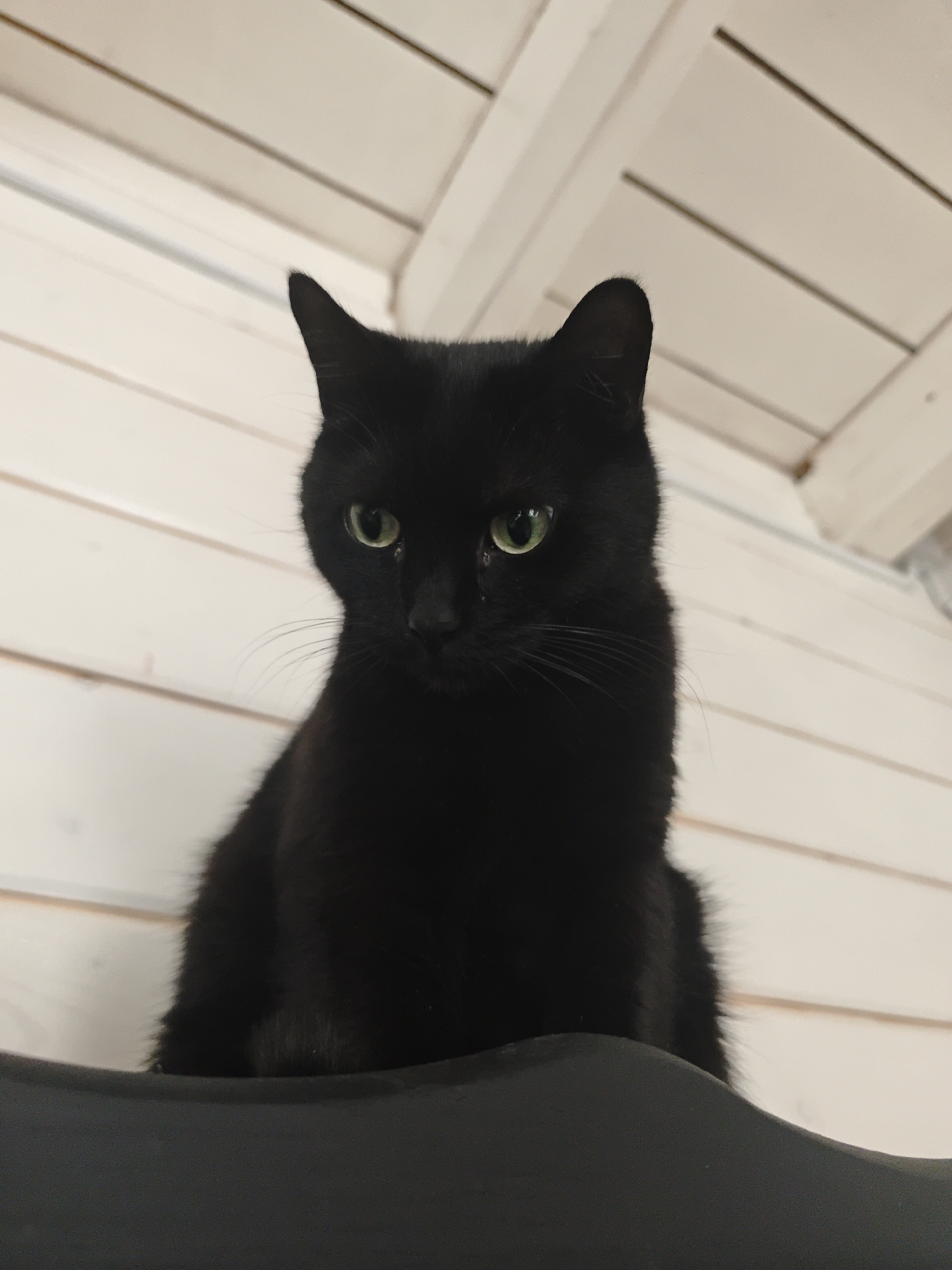 A medium shot depicts a sleek, black cat perched atop a dark grey surface. The cat's head is angled slightly downwards, its green eyes looking downwards. The background features a white ceiling with visible wooden beams. The location is not evident based on the image. The location is not able to be determined due to the lack of evident details.
