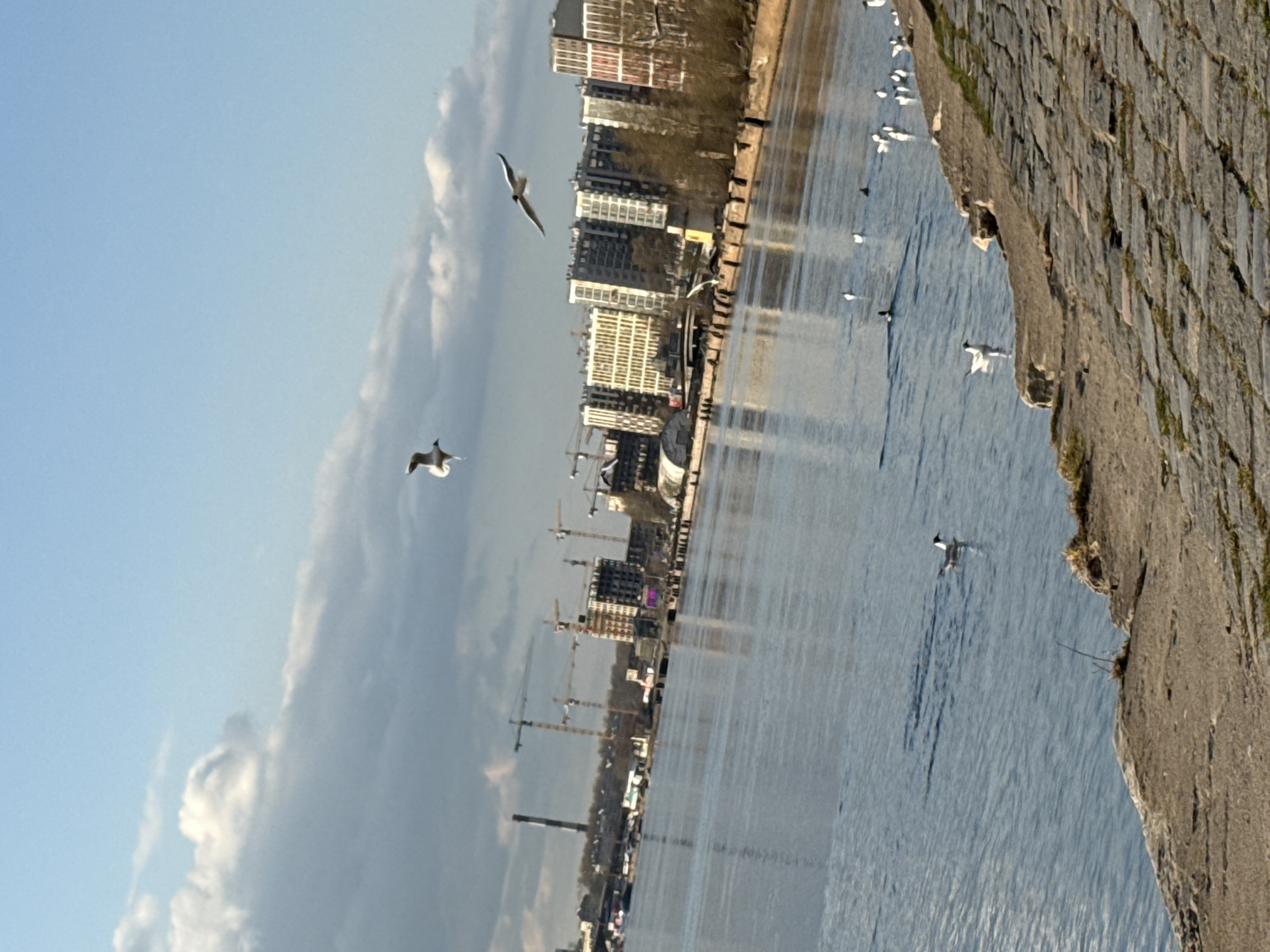 The image shows a river with buildings along the banks. Several seagulls are flying or sitting on the water. The water surface reflects the buildings and sky. The river is bordered by a stone wall. The location appears to be Saint Petersburg, Russia, based on the architecture and waterfront features. The sky is partly cloudy. Construction cranes are visible among the buildings.